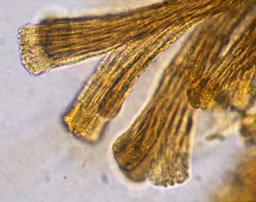 Rhipidodendron sp. Various magnifications. Brightfield microscopy.
.
This is a weird one. For years I would occasionally find these flat-looking, brown branching things in my water samples. I could not figure out what they were! My first guesses were