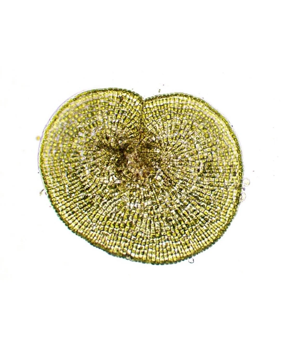 Coleochaete algae! 100x magnification. Brightfield.
.
I am so excited to post this. I&rsquo;ve always wanted to photograph Coleochaetes and thanks to @polarblairx it&rsquo;s finally happened! We went for a little hike in the Great Swamp wildlife refu