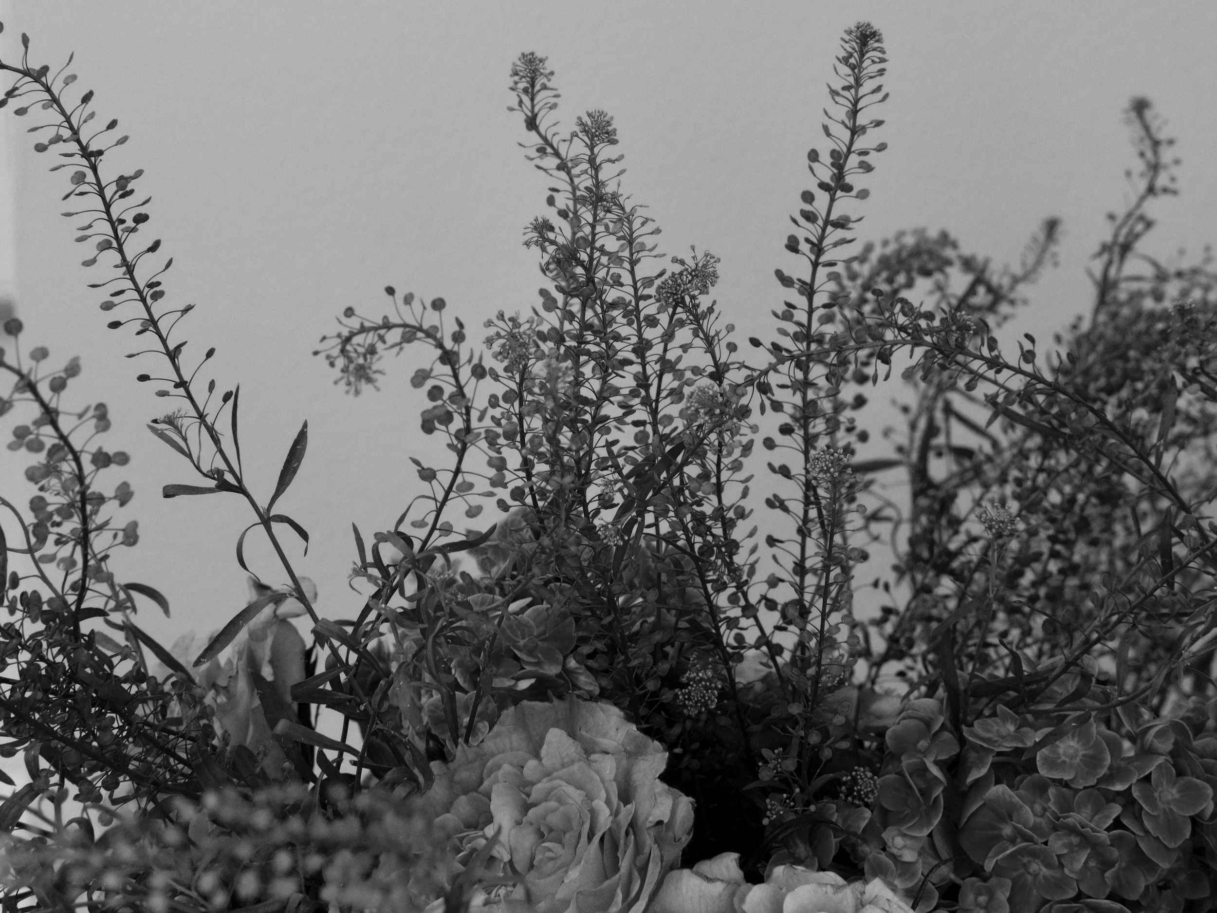 Black and white photo of various plants, including small flowers and leafy stems, with a plain sky background.