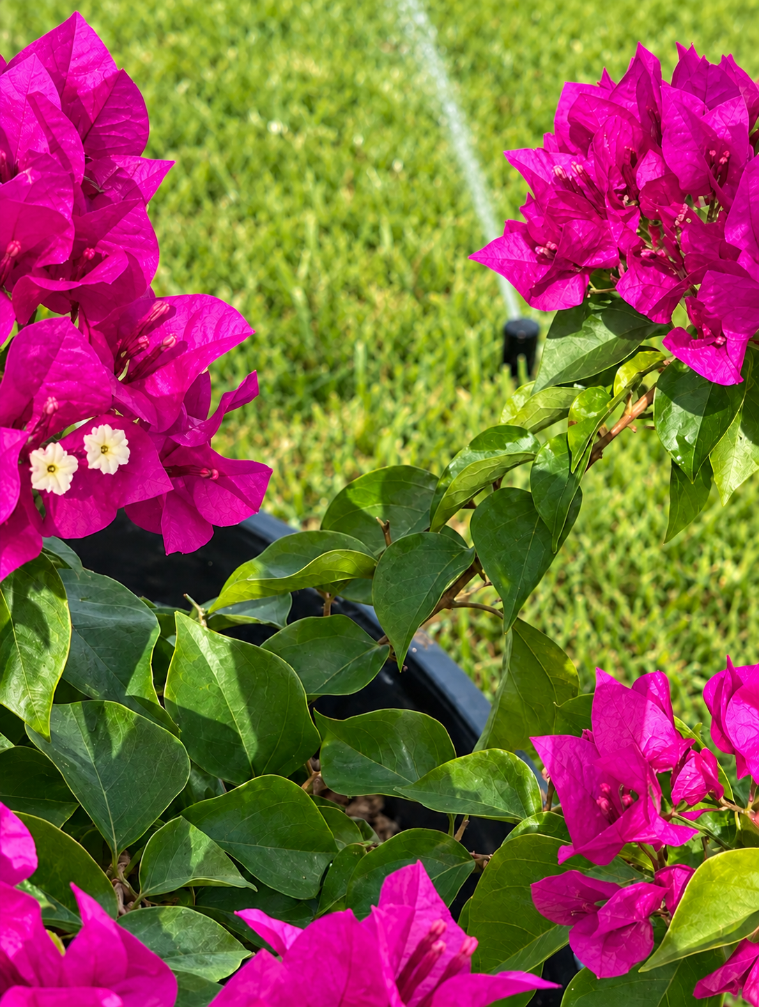 Lawn Care Services 