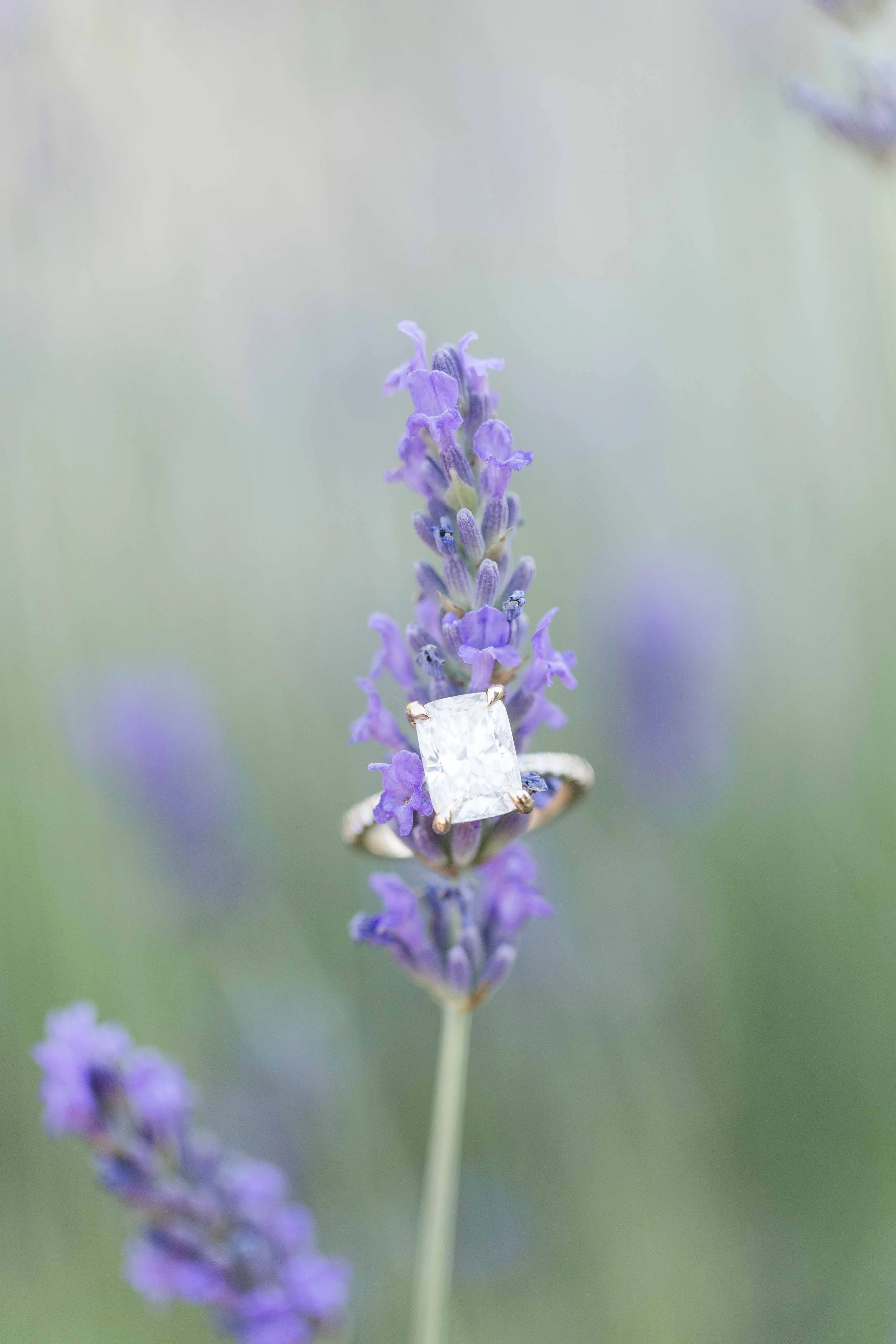 Engagement ring resting on a sprig of lavender at Abbaye de Sénanque, Provence, France