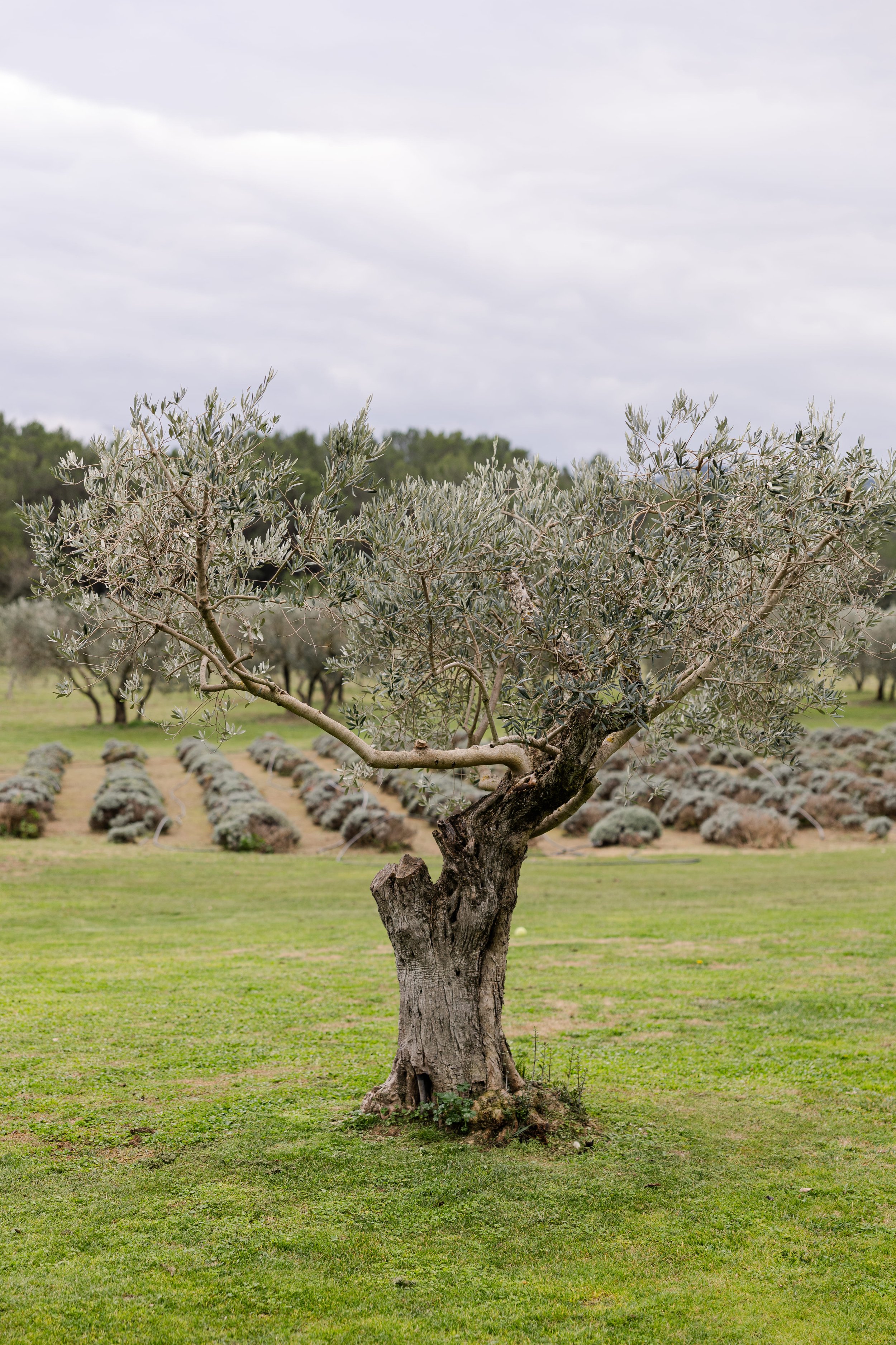 masdelarose - audreyphotography-34.jpg