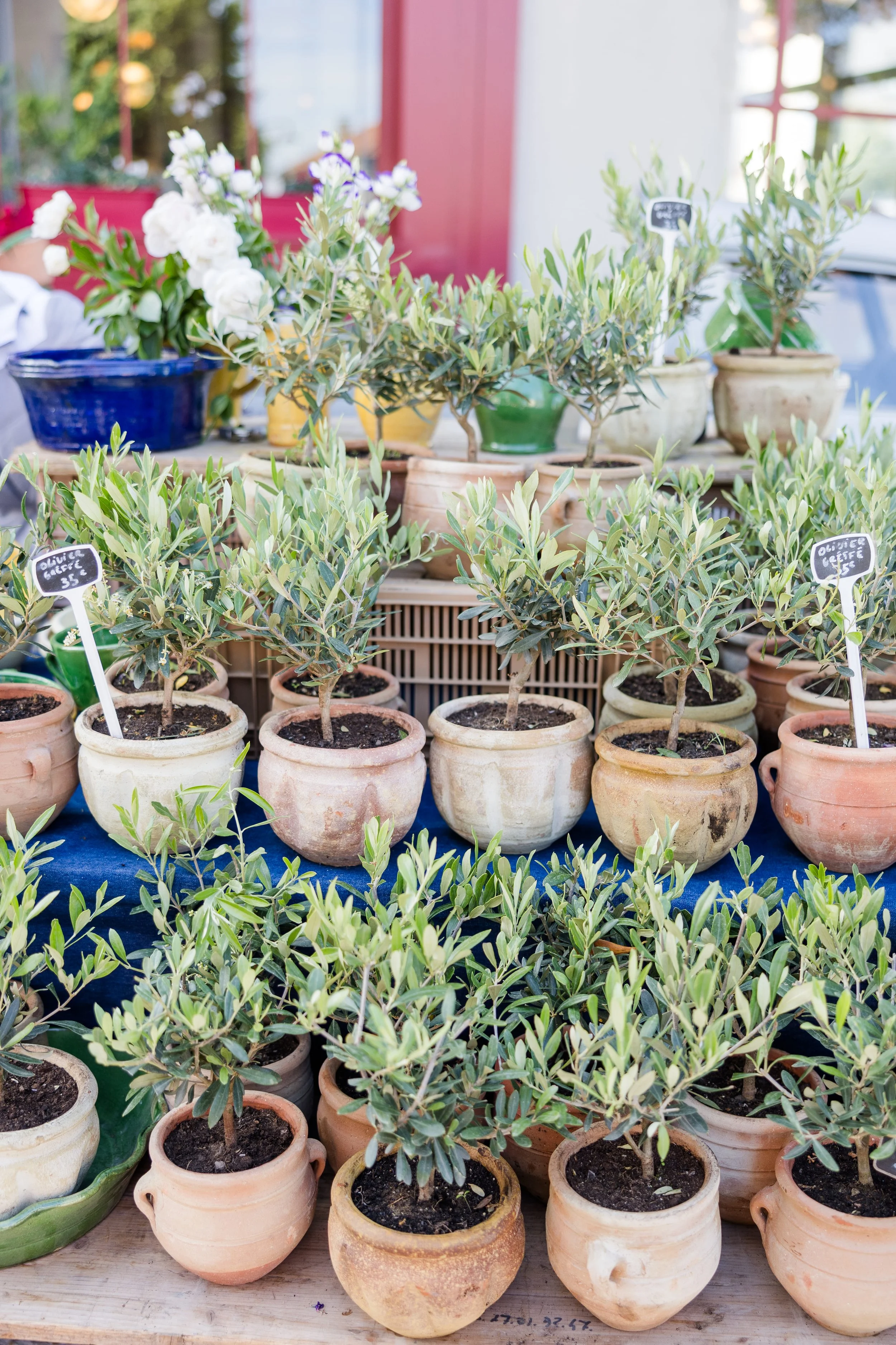 Potted Herbs and Plants at Provence Market