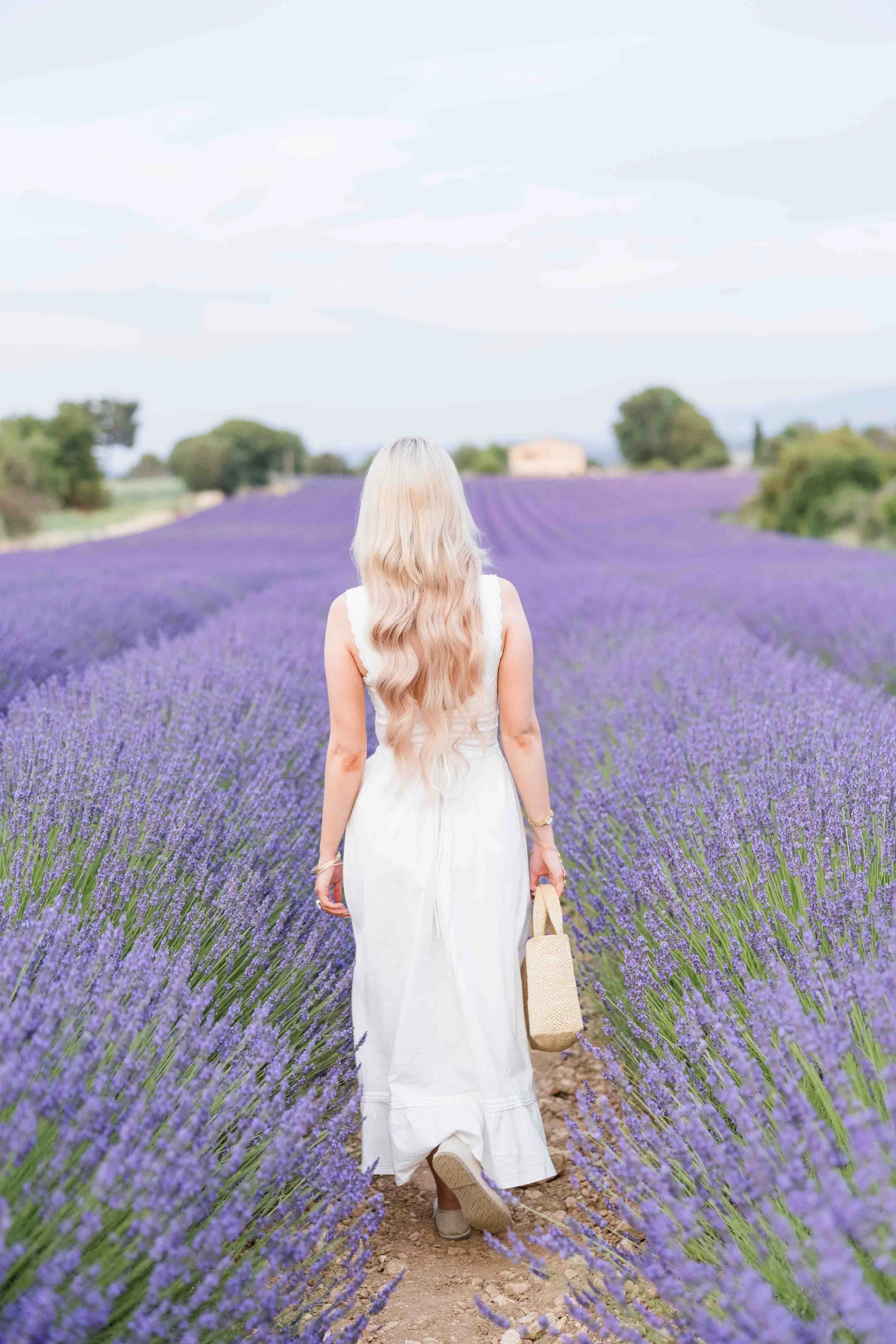  Woman in a white dress walking through blooming lavender fields in Provence. 