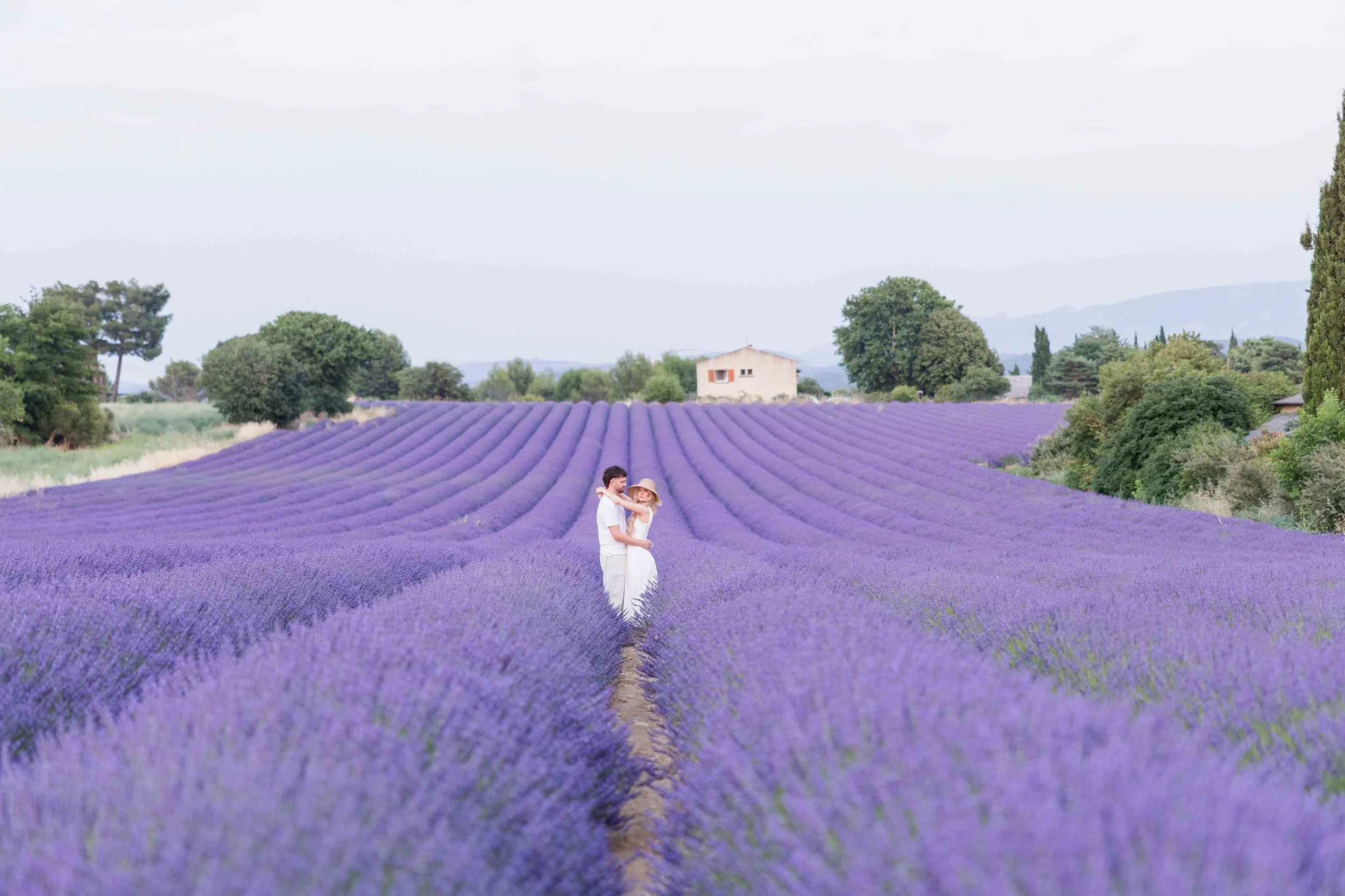 Provence Lavender Portrait
