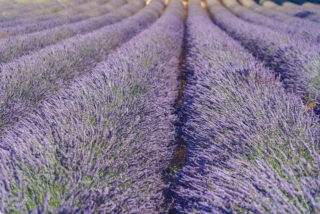 lavender field in south of france provence