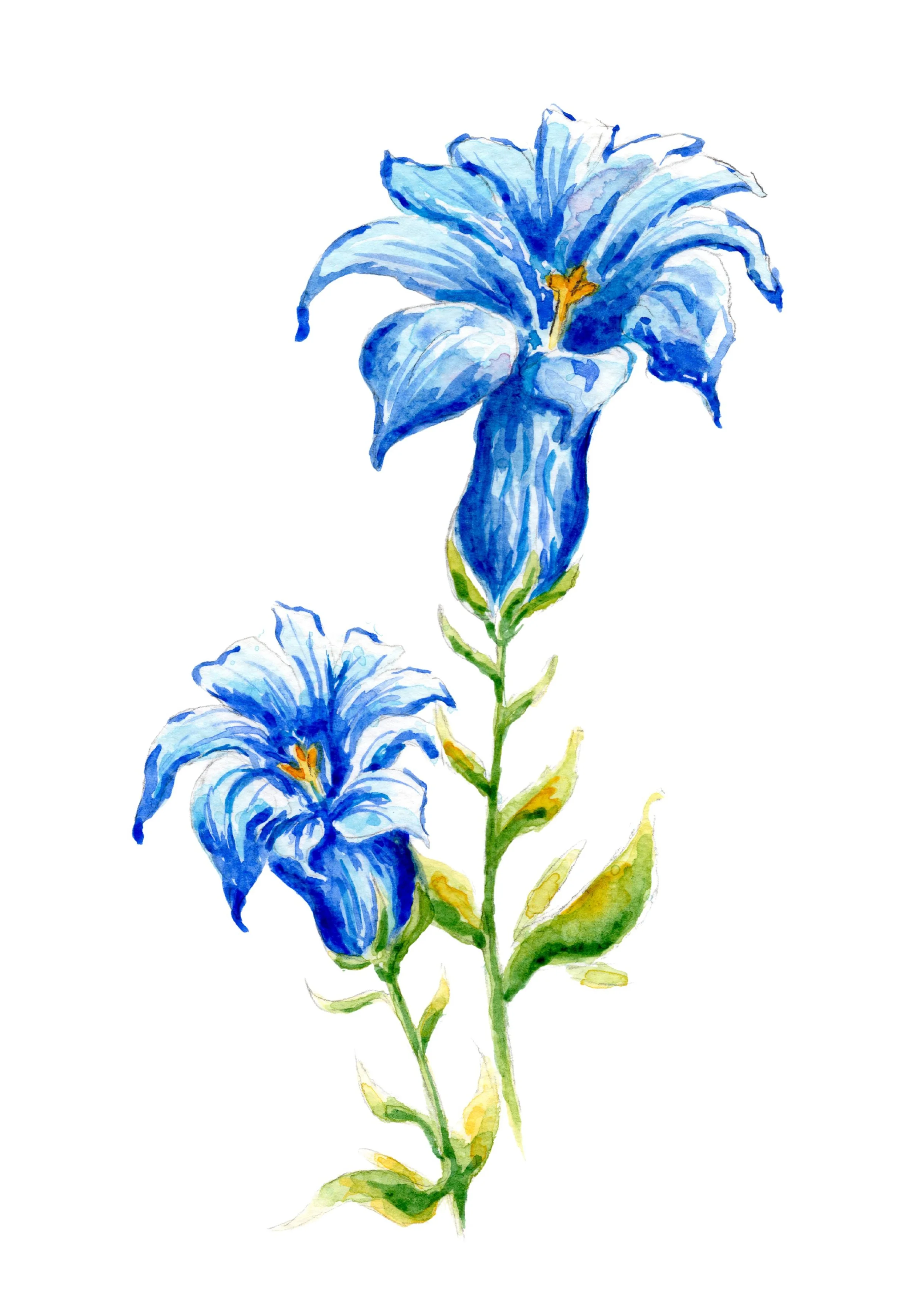 Gentians, 2026, watercolor on paper, 5 x 7 in