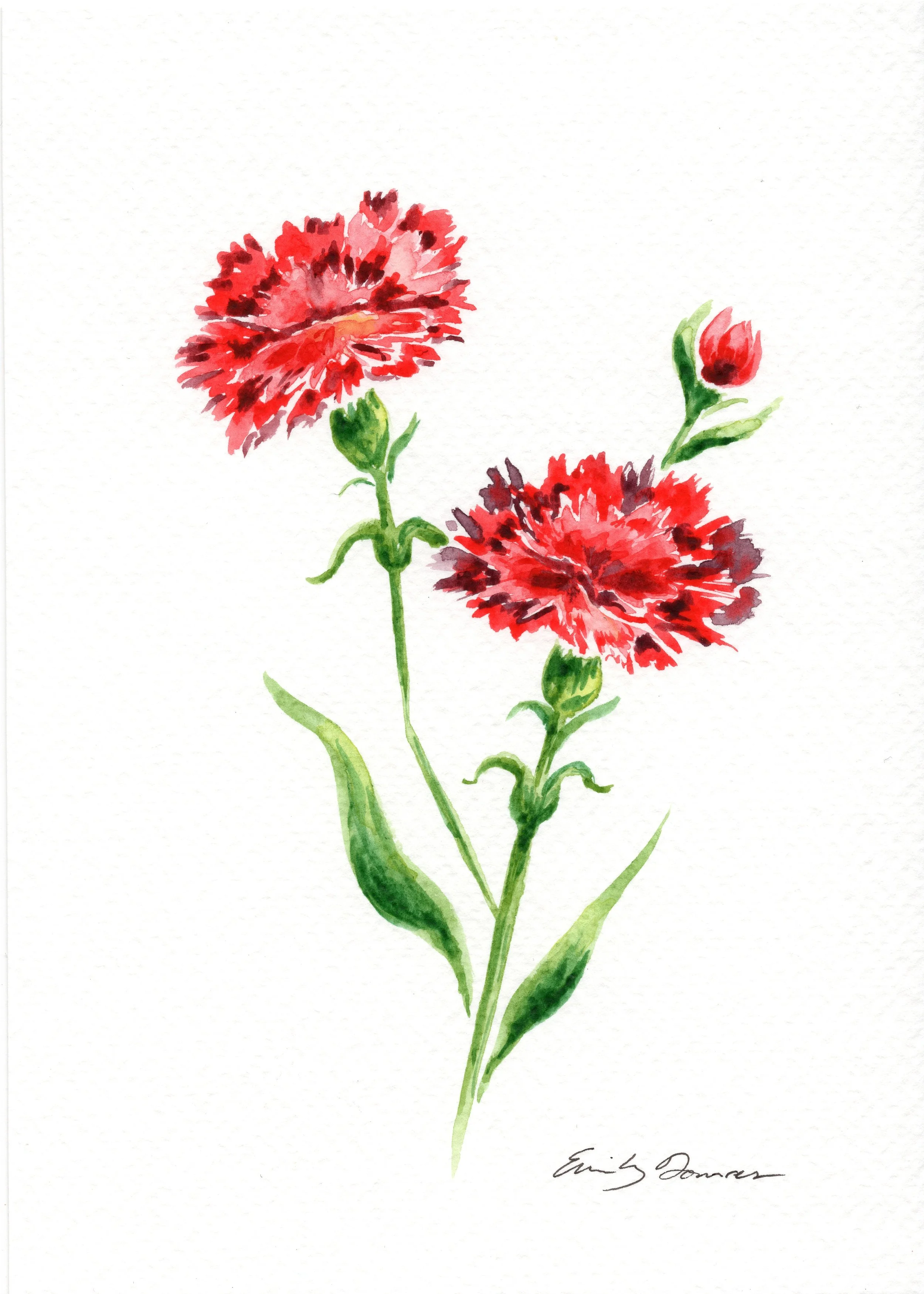Carnations, 2026, watercolor on paper, 5 x 7 in