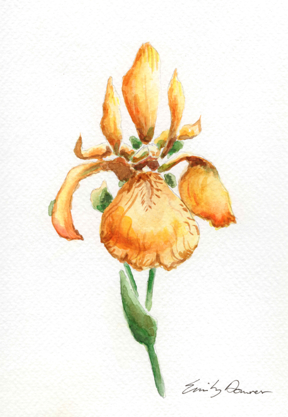 Golden  Iris, 2026, watercolor on paper, 5 x 7 in