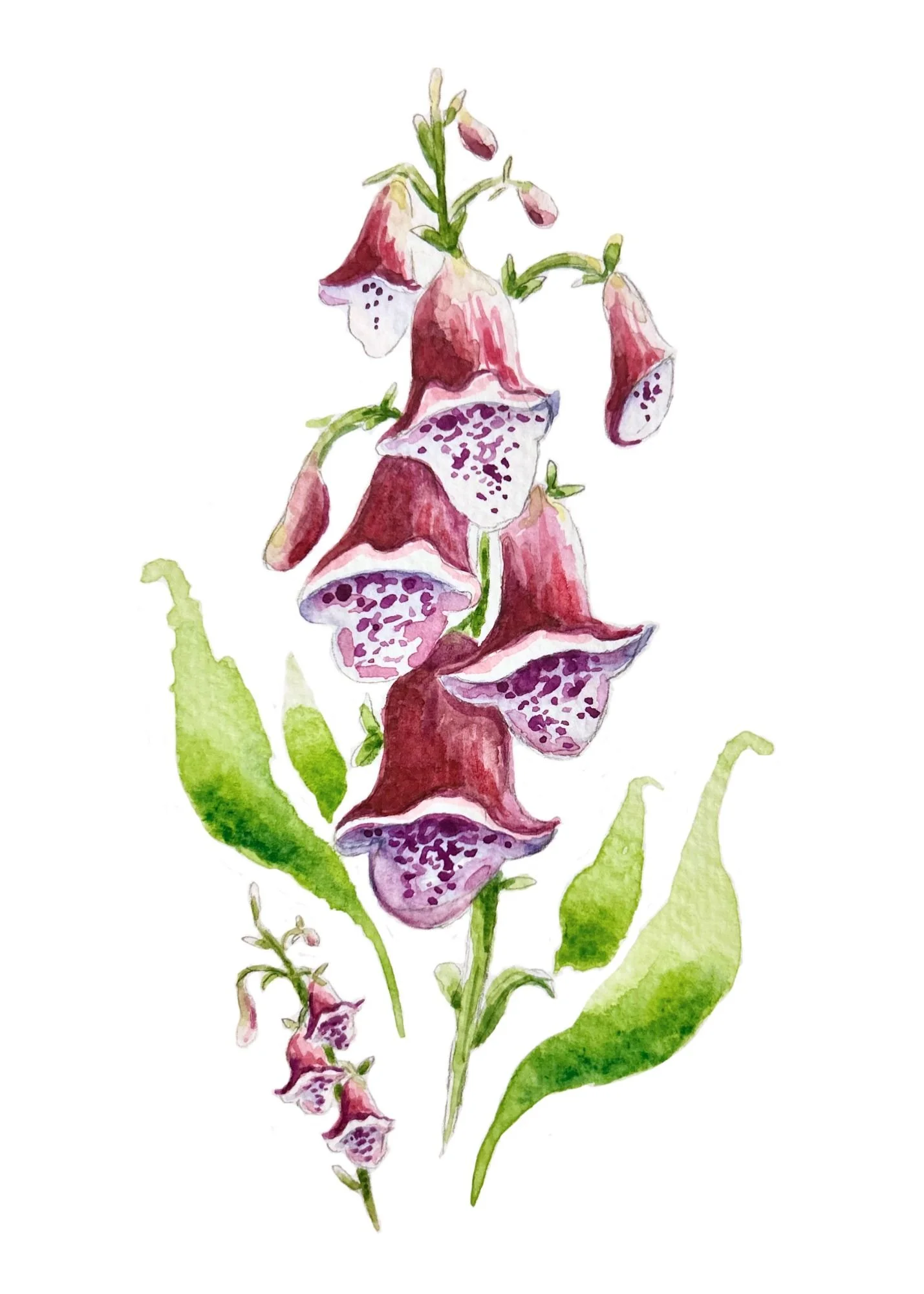 Foxgloves, 2026, watercolor on paper, 5 x 7 in