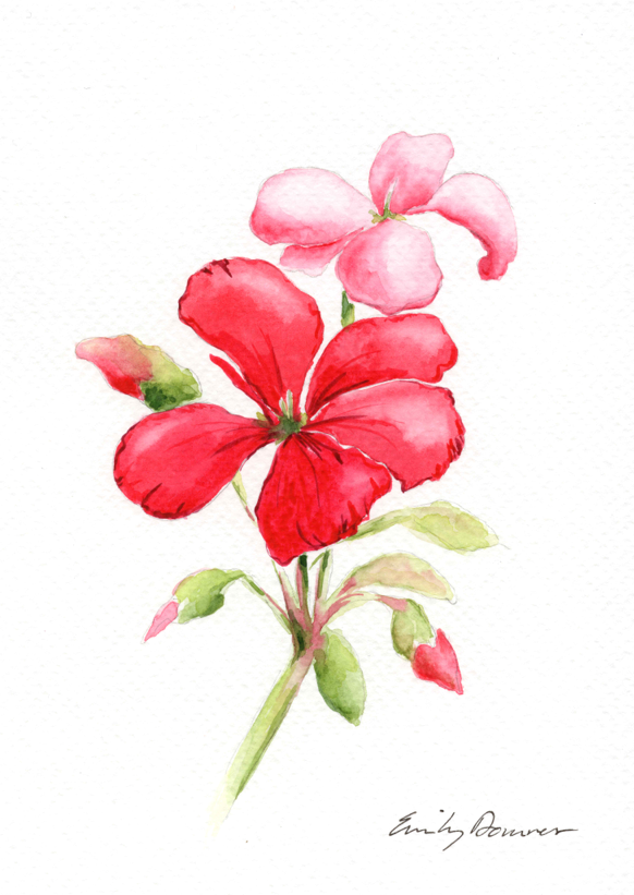 Geraniums, 2026, watercolor on paper, 5 x 7 in
