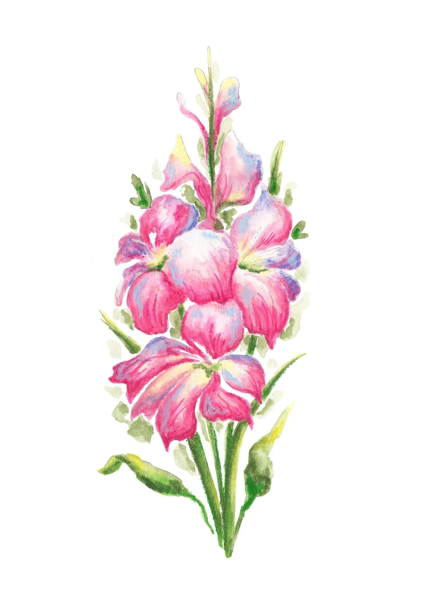 Gladiolus, 2026, watercolor on paper, 5 x 7 in