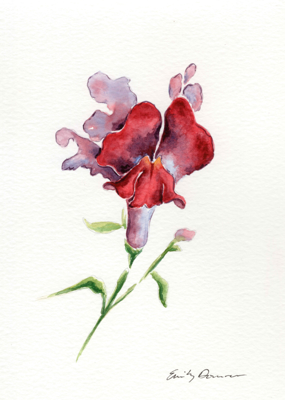 Snapdragon, 2026, watercolor on paper, 5 x 7 in