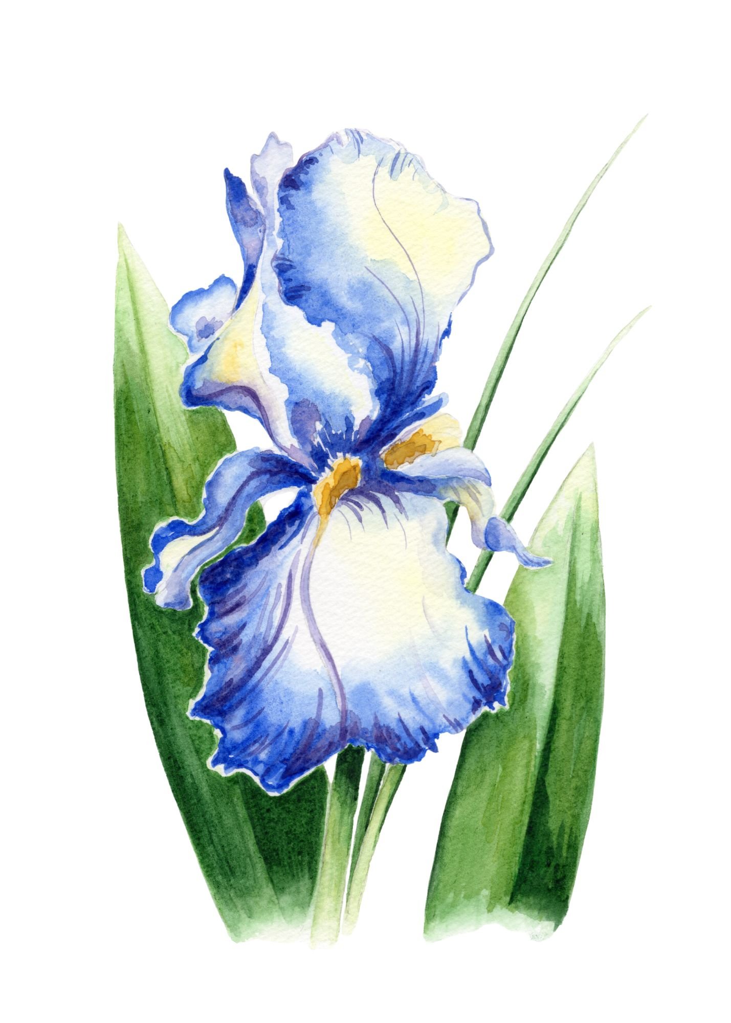 Iris, 2026, watercolor on paper, 5 x 7 in