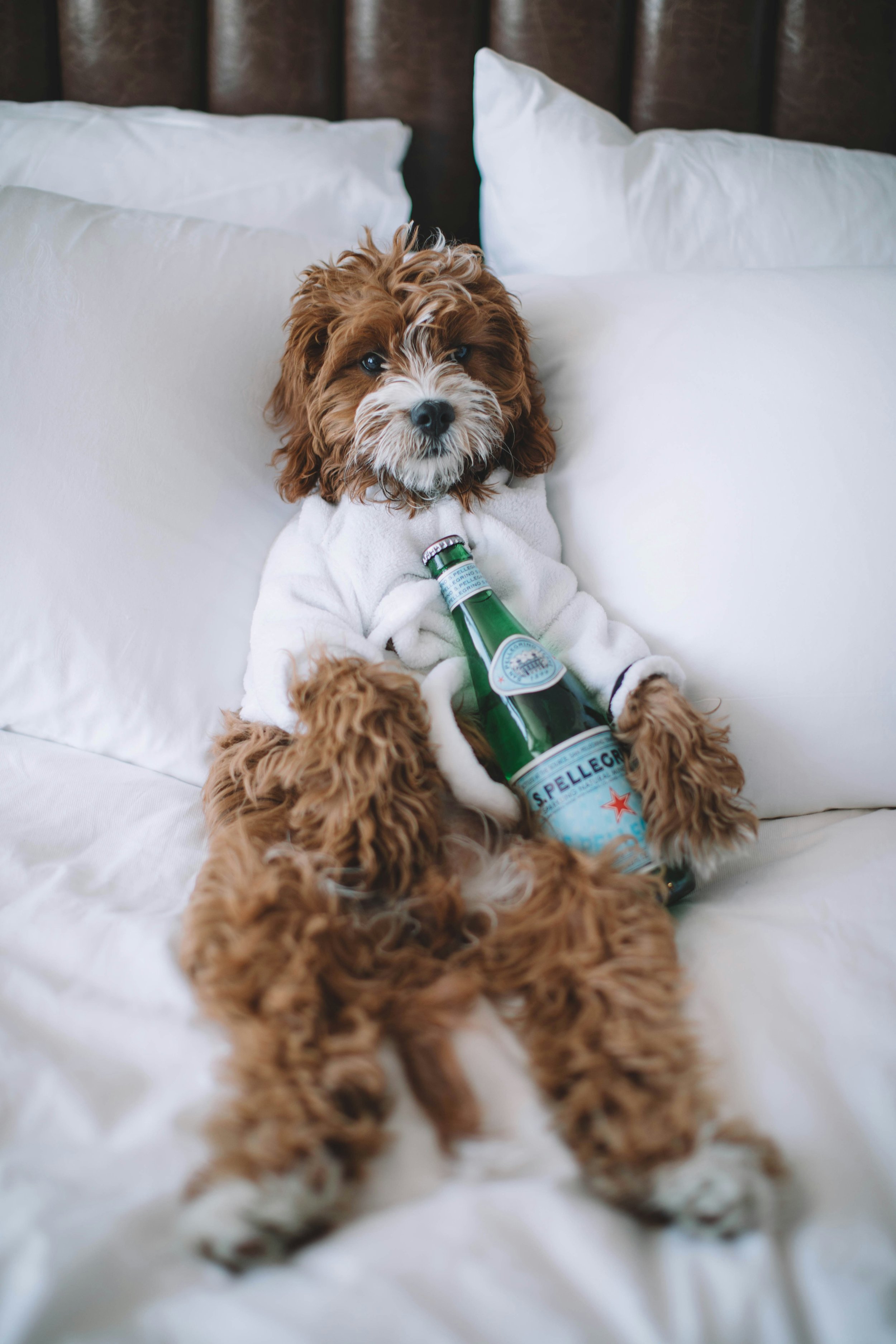 A cute brown and white puppy wearing a white robe sitting on a bed, holding a green glass bottle of San Pellegrino sparkling water.
