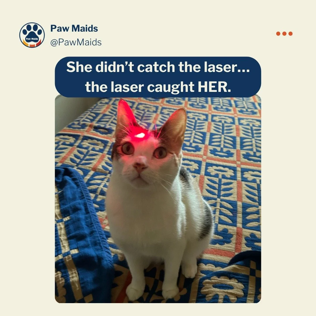 This is what happens when you miss ONE payment to the laser pointer mafia.🔴😹

Luckily at @pawmaids we care for cats, chaos, and everything in between. 🐾

#PawMaids #CatHumor #PetCareExperts #LaserPointer