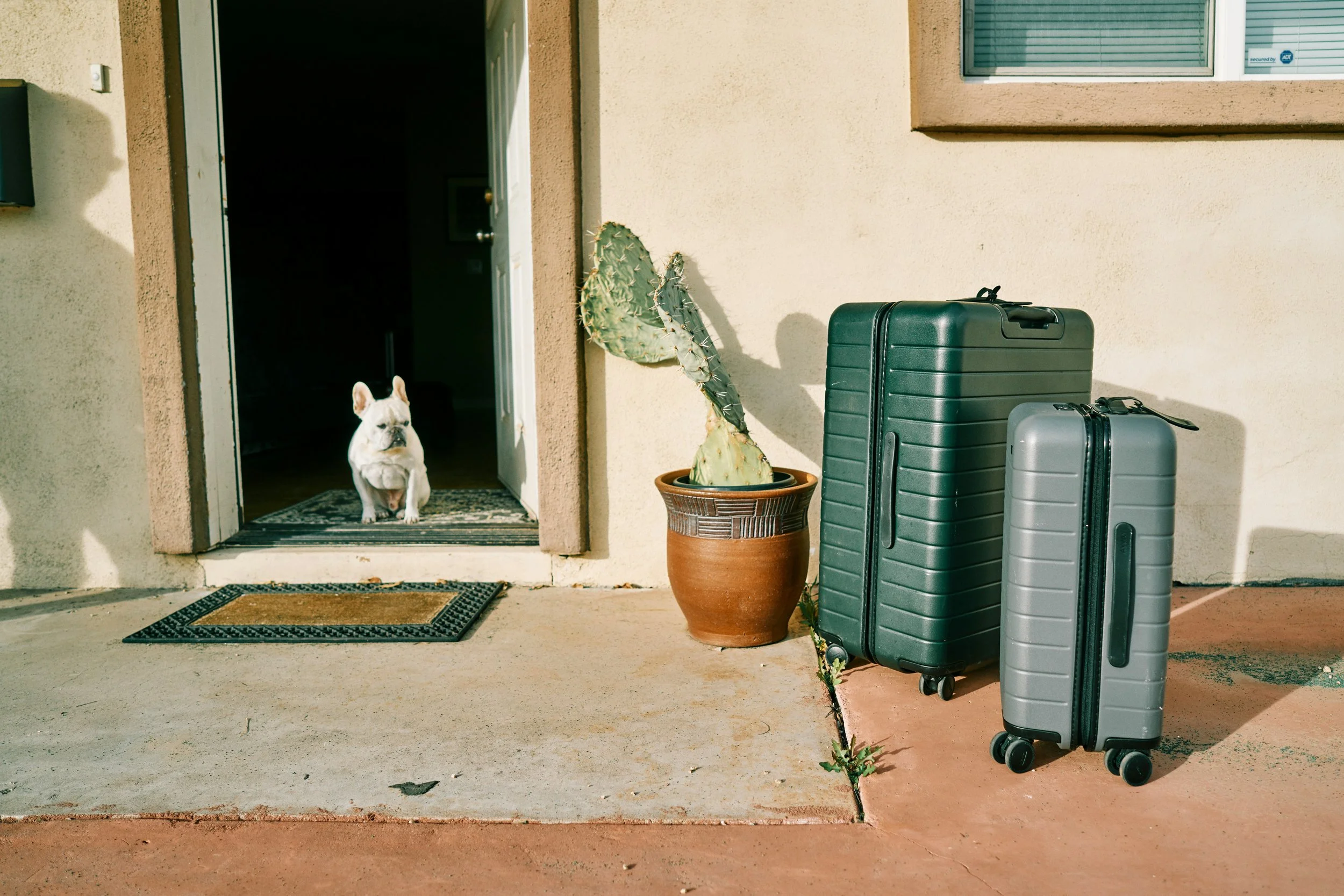 A French bulldog sitting at the doorway of a house, with two suitcases, a cactus plant in a pot, and a window on the exterior wall.