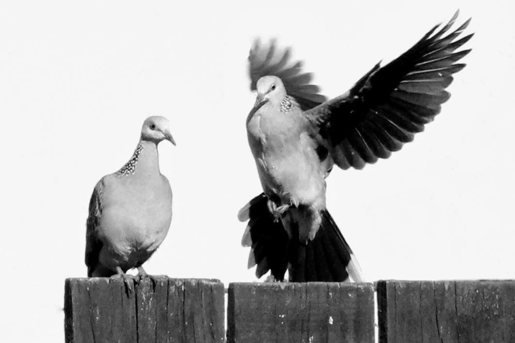 pigeons 6913 1.jpg