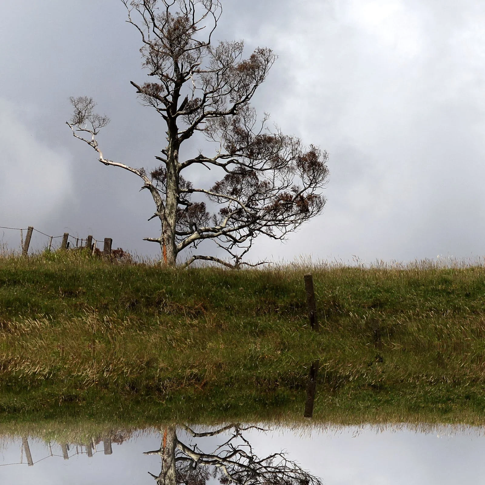 sky trees 4.jpg