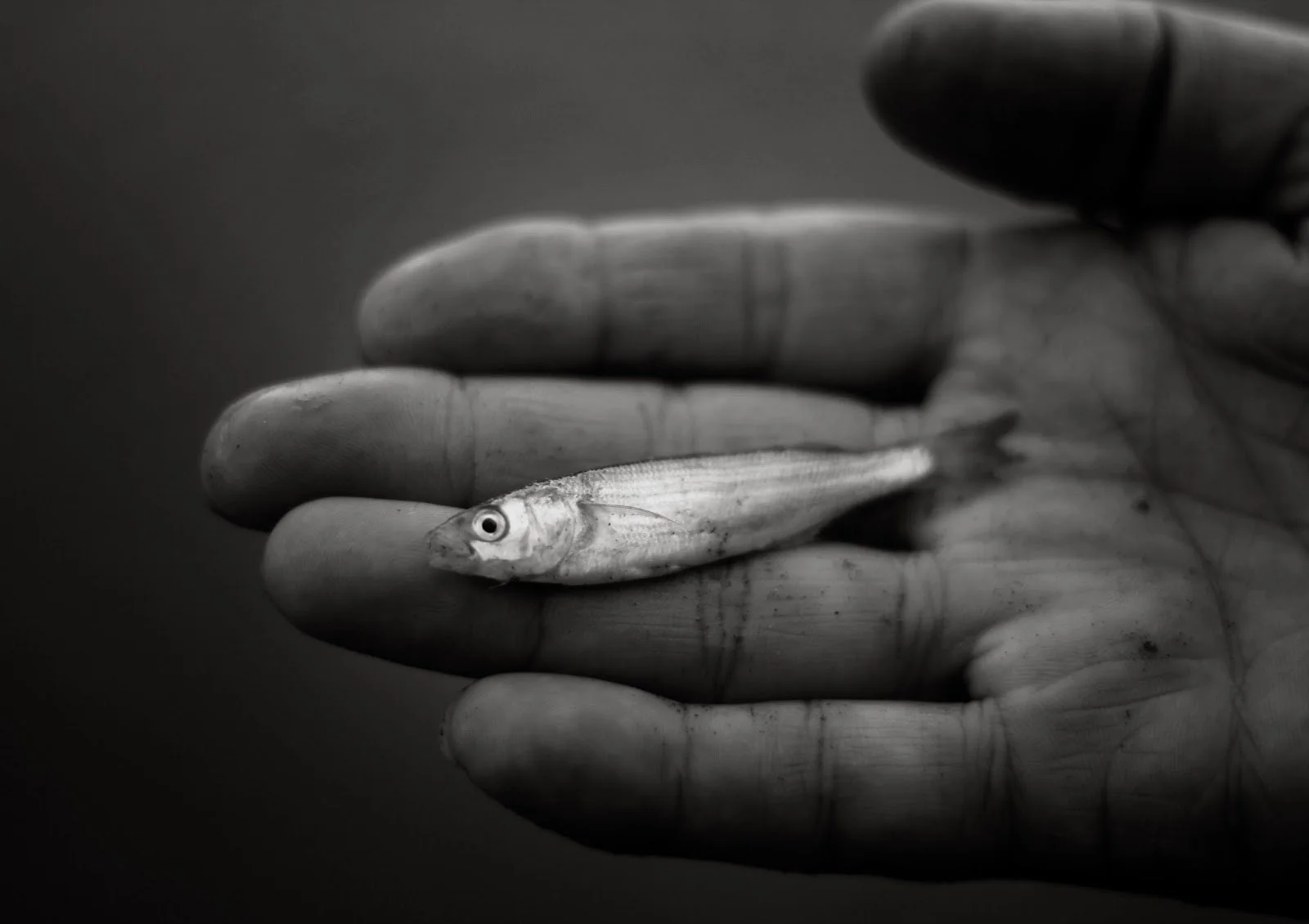 fish in the hand.jpg