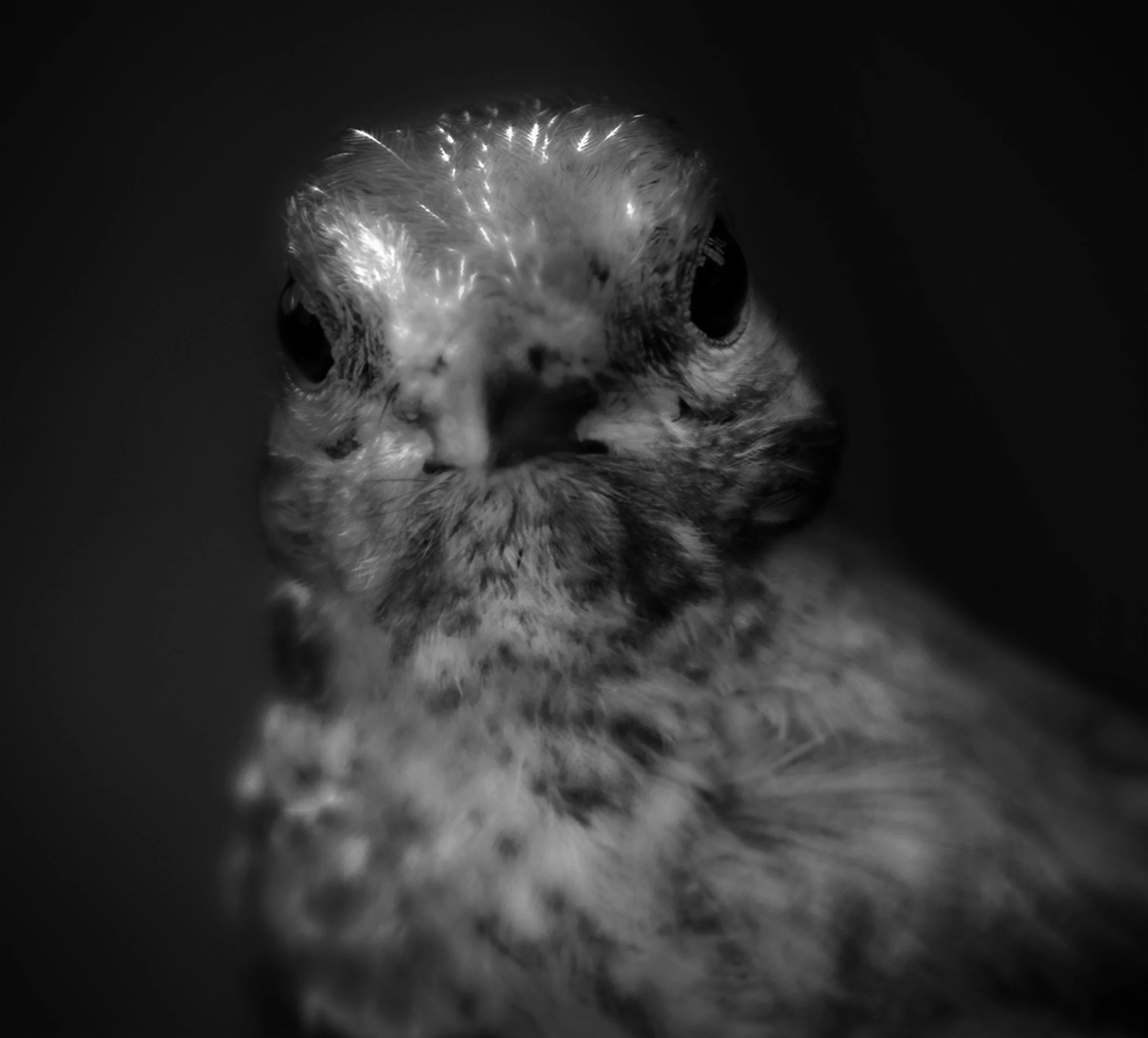 blackbird missy 2.jpg