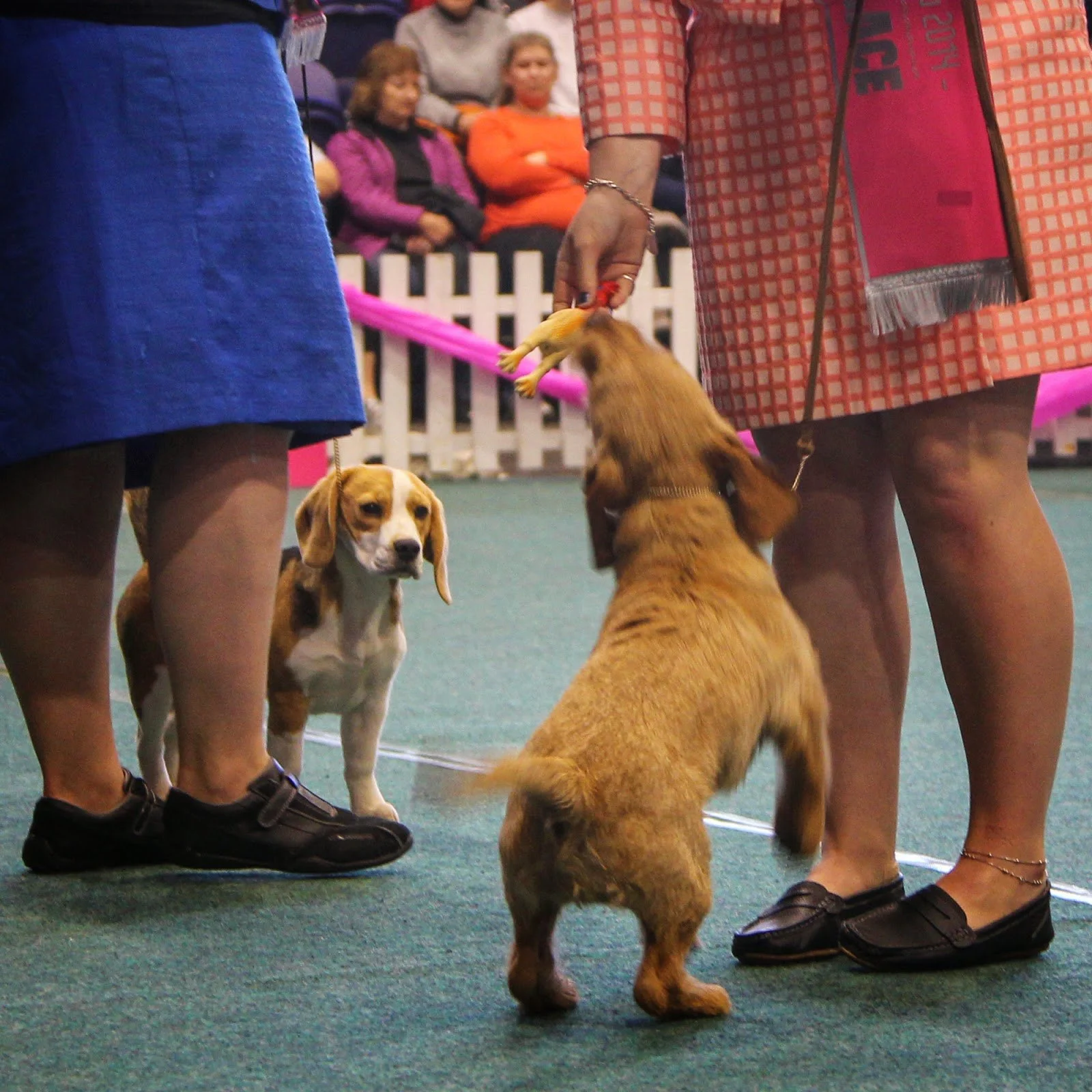 dogs show 13.jpg