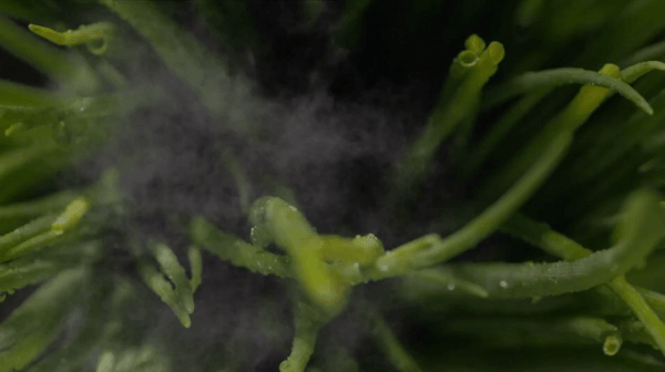 Hnet-image 23.gif