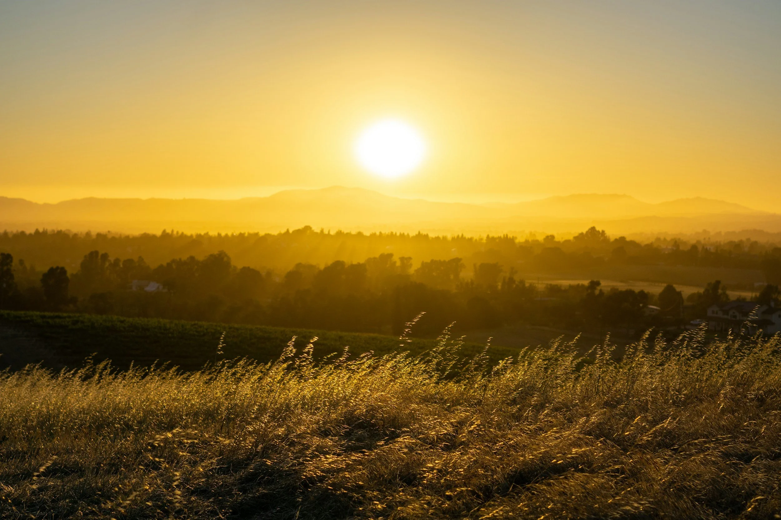 Sunset over a field with tall grass and distant trees, with a warm golden glow.