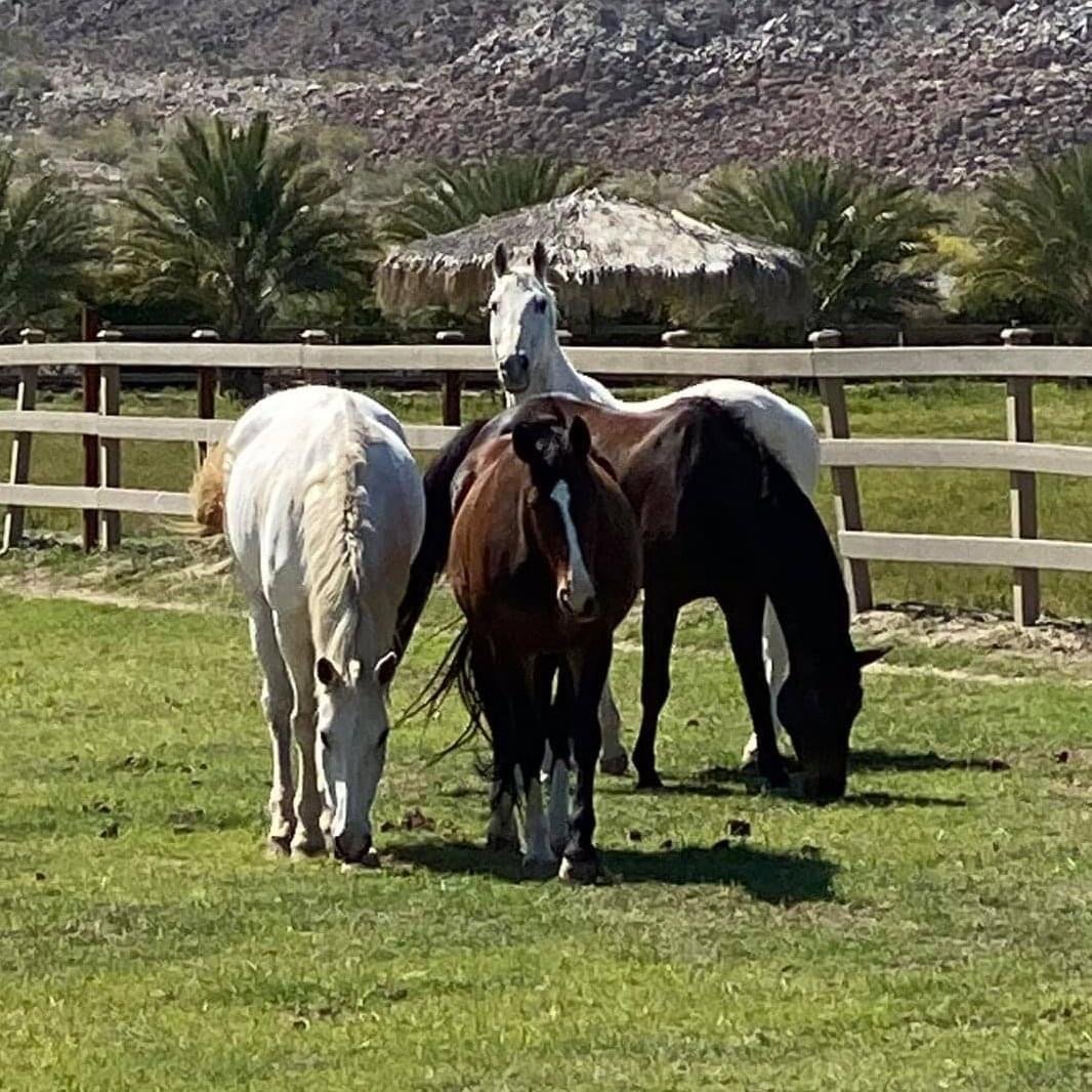 Group Pasture