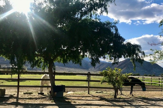 Group Pasture