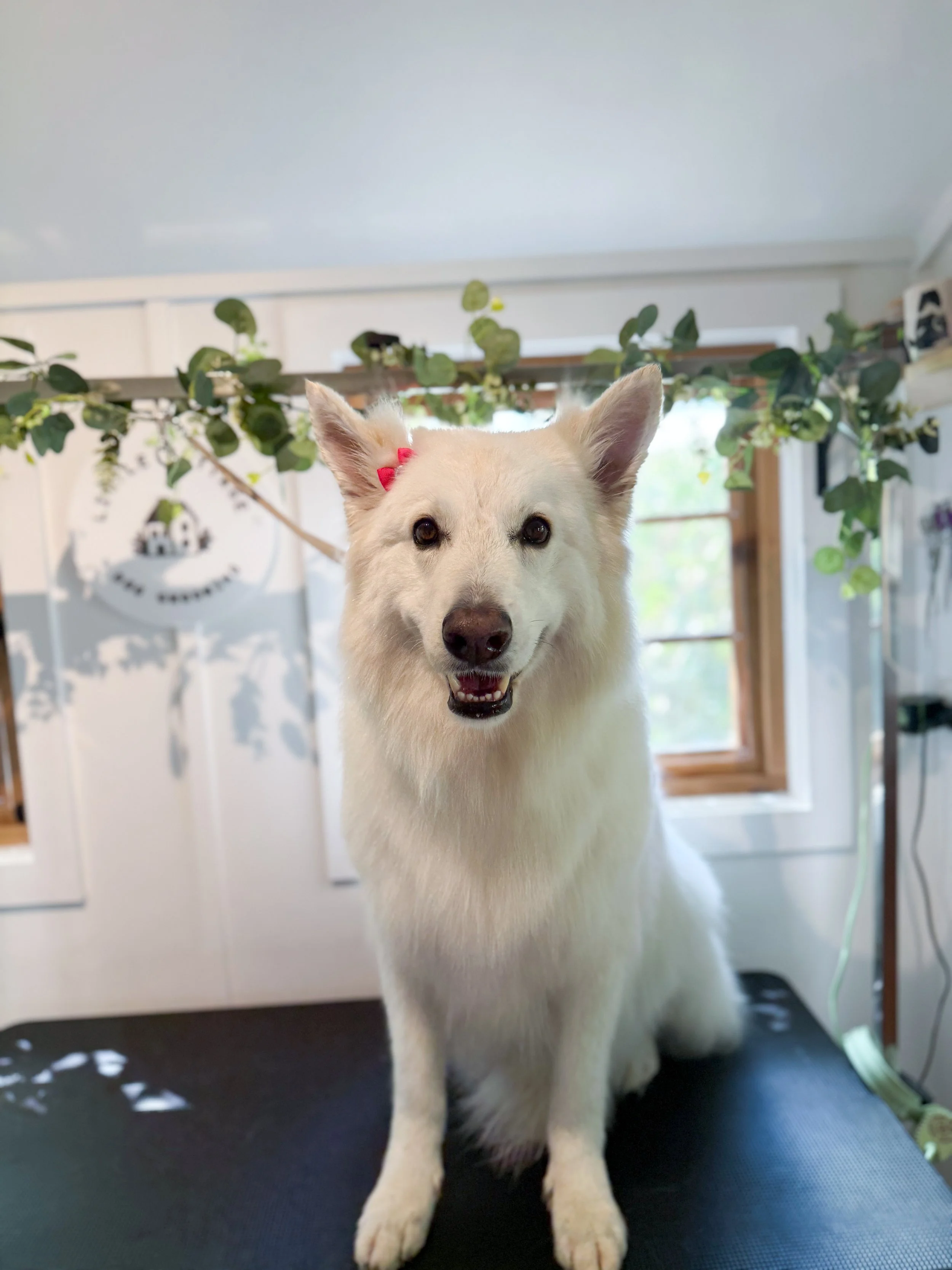 A smiling white dog with a pink bow sitting on a grooming table inside a room with a window, green foliage, and sunlight coming through.
