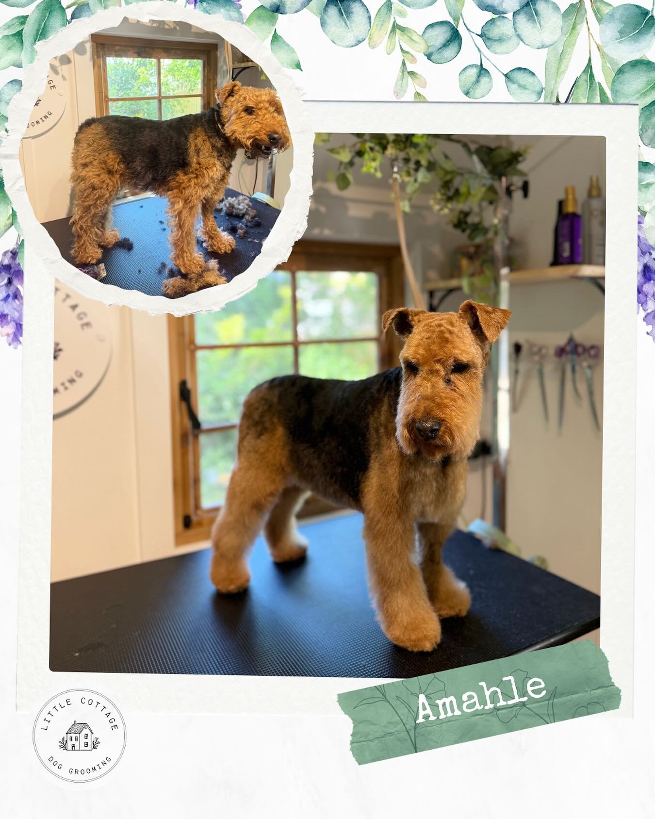 🌻 Beautiful transformation on Amahle the welsh terrier!
She is the sweetest girl and looks absolutely fabulous in her new do! 

Currently taking bookings for 2026! 🤩 If you&rsquo;d like to be on the waitlist before then, contact today! ✨

📞 0488 2
