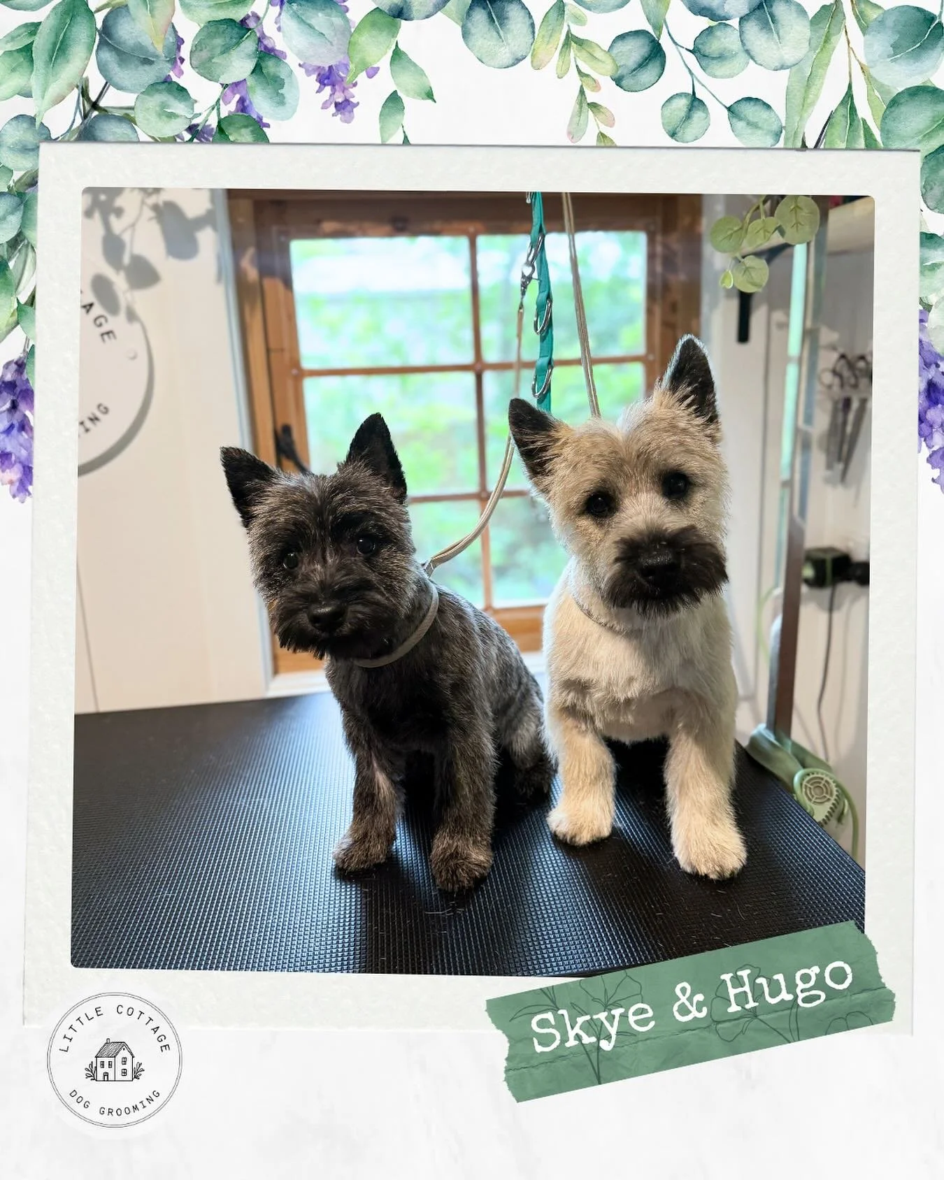 🌻 The absolute cutest Cairn Terriers! Skye and Hugo, in for their very first puppy grooms! Can&rsquo;t get over how cute they are! 

🌿 Taking bookings for 2026! Spots are filling fast so either..

📞 Call or text 0488 231 365
🏡 Located in Moss Val
