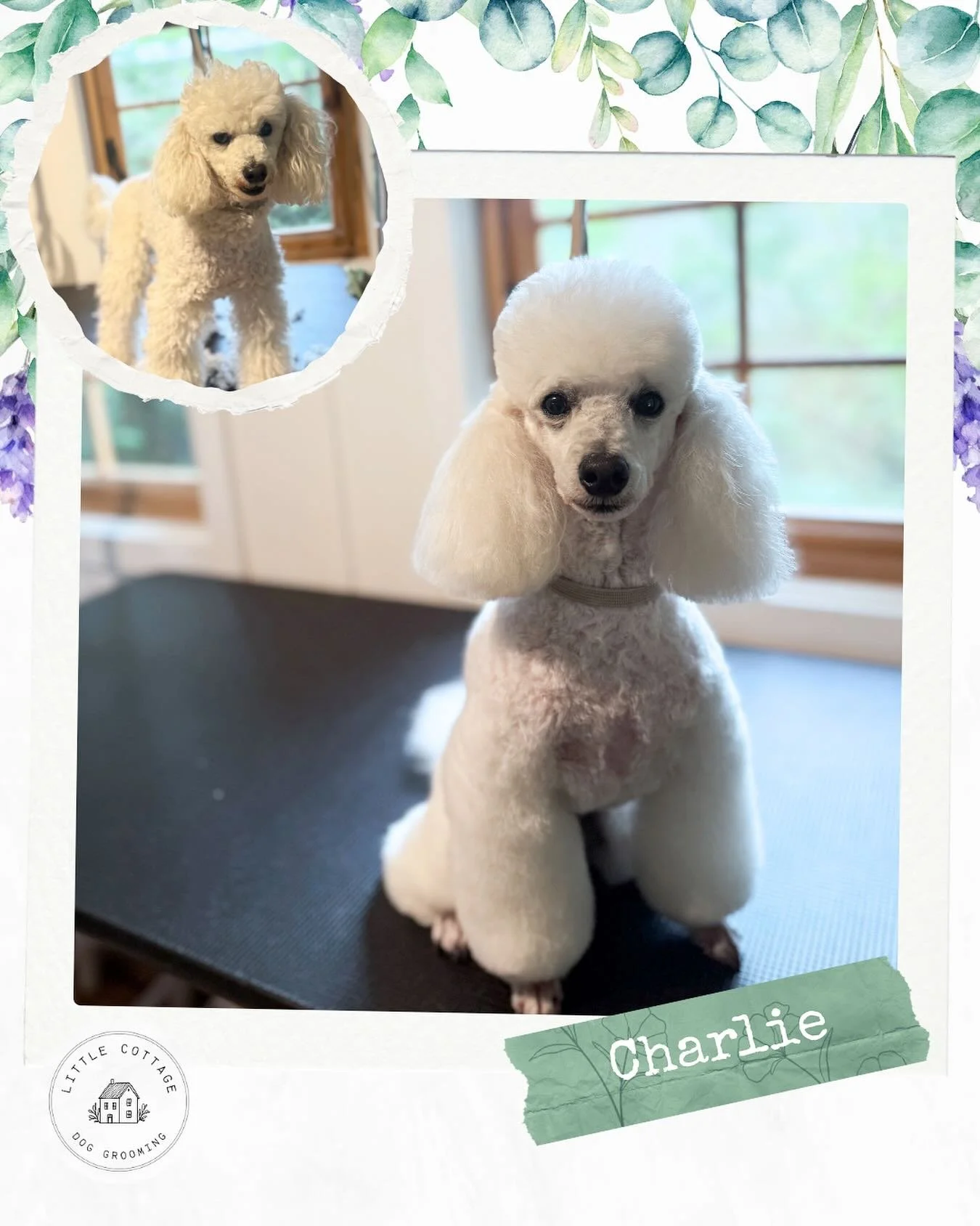 Charlie boy in for his poodle breed style! 🥹 Absolutely adore Charlie, he is so well behaved and loves his cuddles at the end of each spa day 🥰

Taking bookings for 2026! 🌻 Or call to be on a waitlist before Christmas! 

📞 0488 231 365
🏡 Moss Va