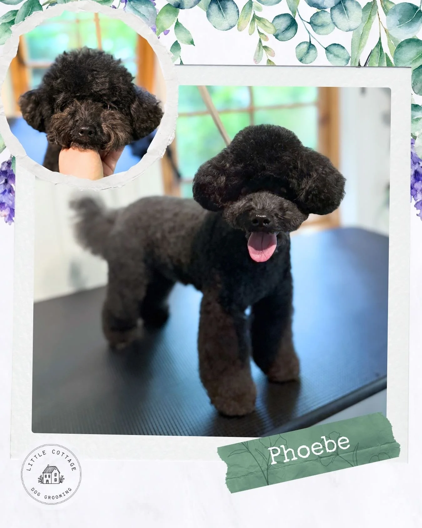 🌻 Beautiful Phoebe for her Teddy/Asian fusion styled groom. She has the absolute sweetest face! 🥹

✨ 2026 appointments are filling up fast! Call today on:

📞 0488 231 365
🏡 Moss Vale (address upon booking)
🐾 Send an enquiry via the website! Link