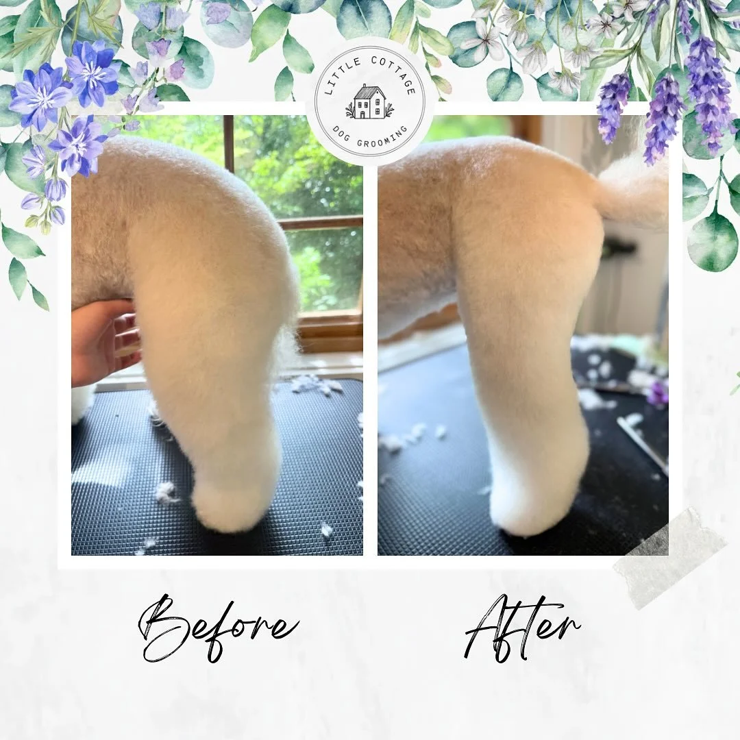 Does anyone else find before and afters super satisfying?! 😍

I love showing the real difference after a grooming session, and the amount of work and skill that goes into each dog! Seeing your dog/s transform not only in the way they look but also h