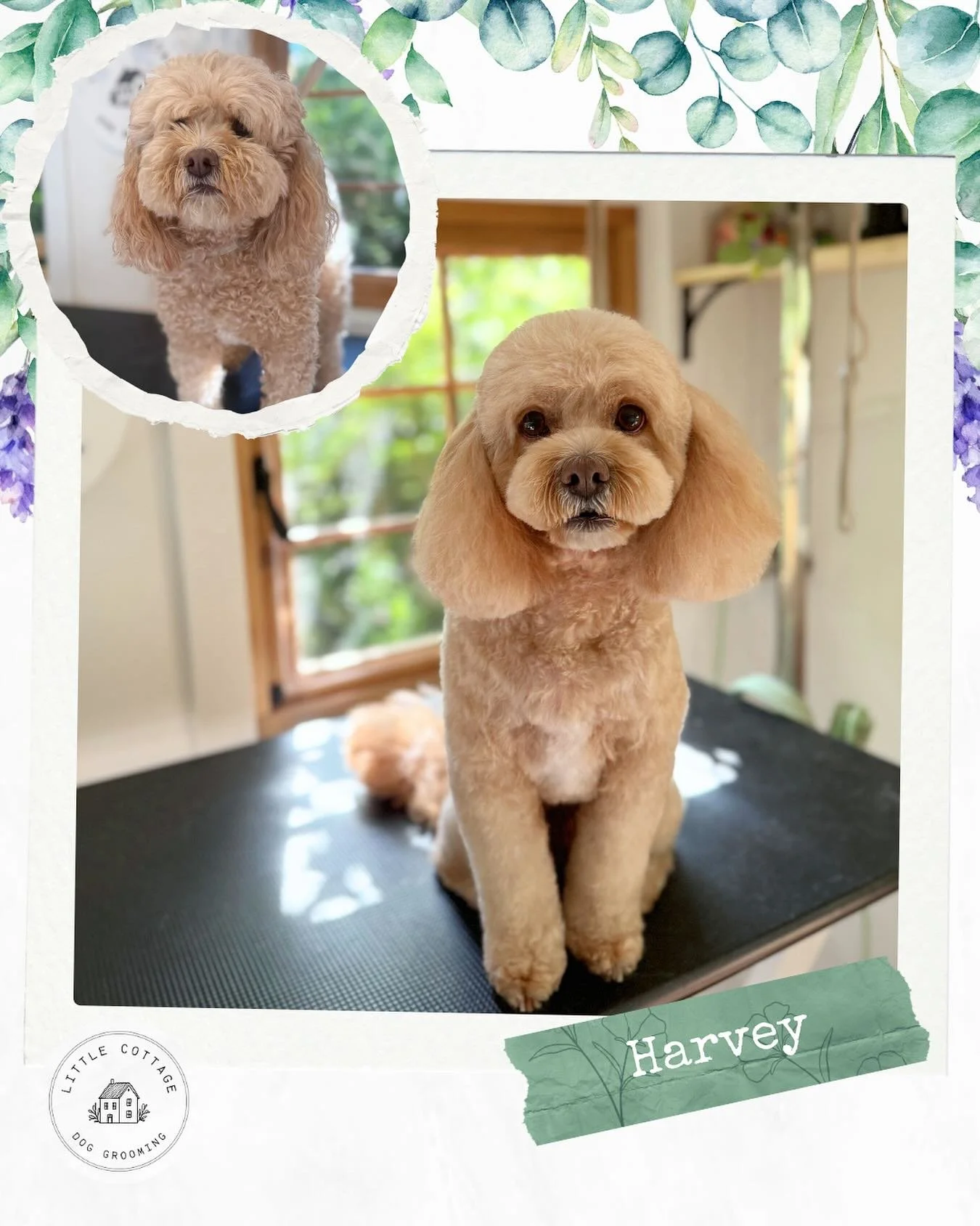 🌻 Oh Harvey you are too cute! 🥹

Taking bookings from February 2026! Contact us in advance today, spots are filling fast! ✨

📞 0488 231 365
🏡 Moss Vale
🫧 Or send an enquiry via our website! Link in description!

#doggrooming #groomingsalon #cavo