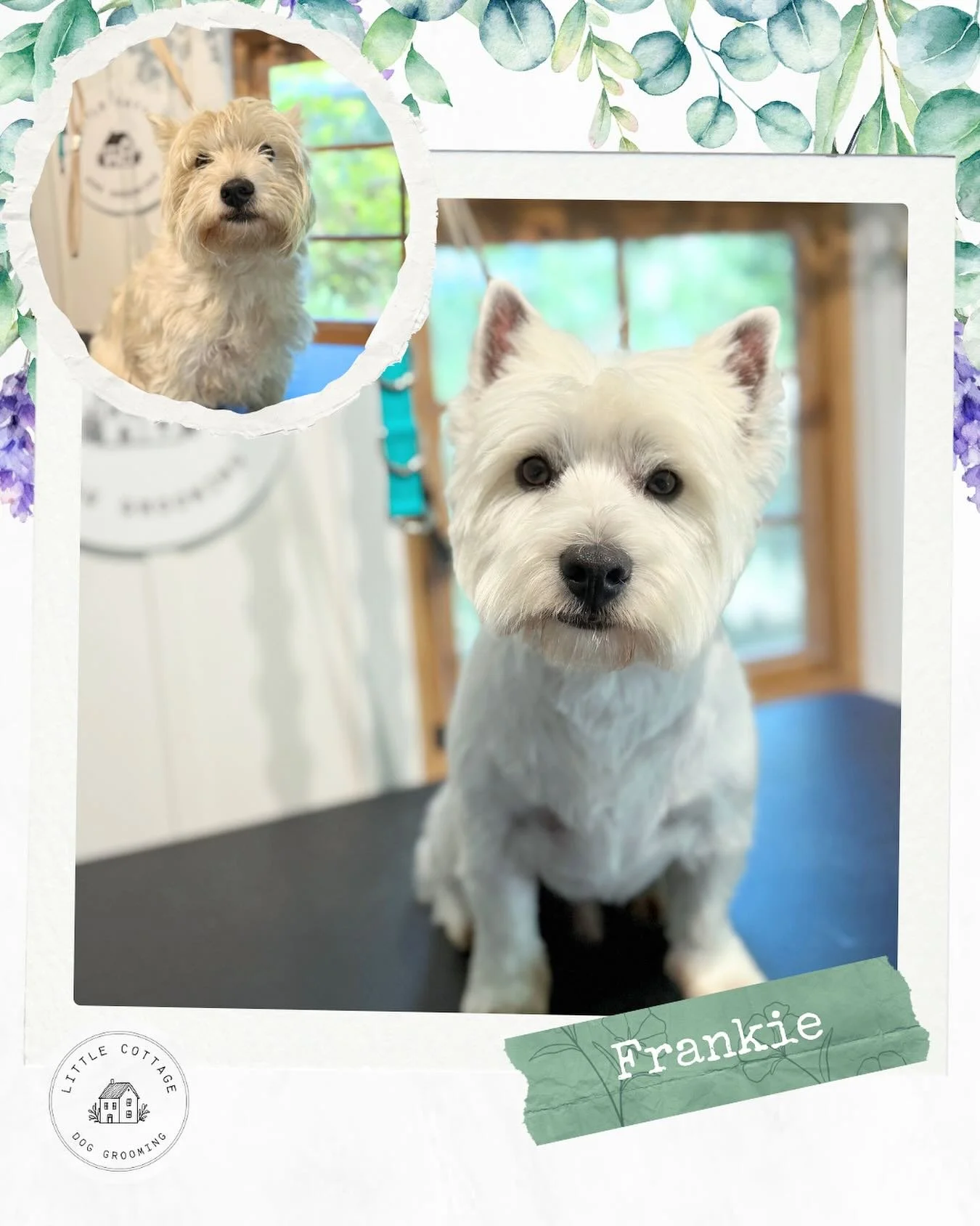 🌻 Frankie the cutest westie! 🌻
Frankie gets a shorter clip on his body and a traditional westie head! He was so well behaved even fell asleep while I was grooming him. 🥹

Book in for 2026! ✨ Contact via..

📞 0488 231 365
🏡 Moss Vale
🐶 Send an e