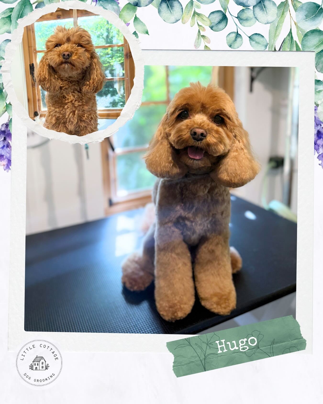 🌻 Hugo looking adorable after his groom! Just look at that face! 🥹

Next availability is in March! Call to be on a waitlist if you&rsquo;d like earlier. Or making a booking via:
📞 0488 231 365
🏡 Moss Vale
✨ Send an enquiry via the website! (Link 