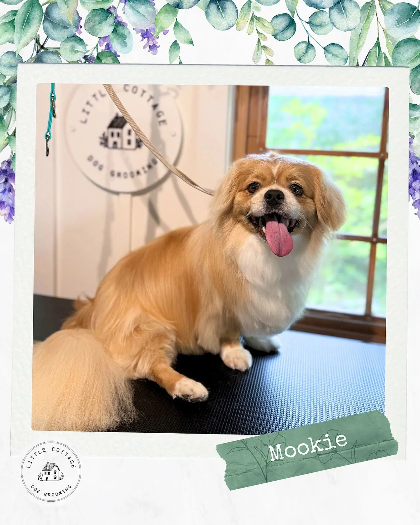 Mookie the most beautiful Tibetan Spaniel 🙏 From when I first started grooming Mookie to now, he has become much more confident and trusting. So proud of his progress 🥹

📞 0488 231 365
🏡 Moss Vale
✨ Send a grooming enquiry via the website! Link i