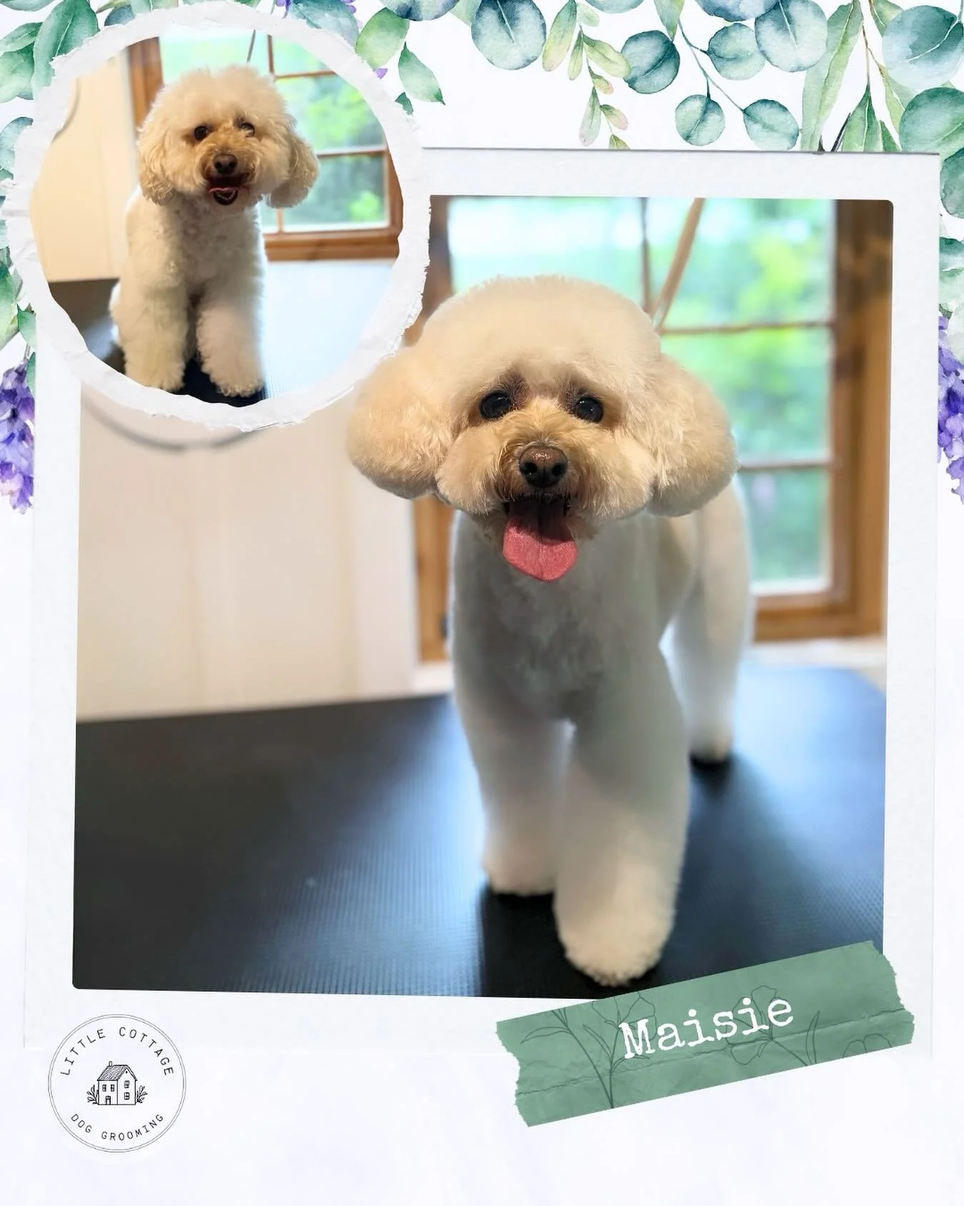 🌻 Beautiful Maisie girl. Looking absolutely fabulous after her groom! 🌻

📞 0488 231 365
🏡 Moss Vale
✨ Send a grooming enquiry! Via the website!

#doggrooming #southernhighlands #dogsofbowral #dogsofsouthernhighlands #smallbusinesslove #doglovers