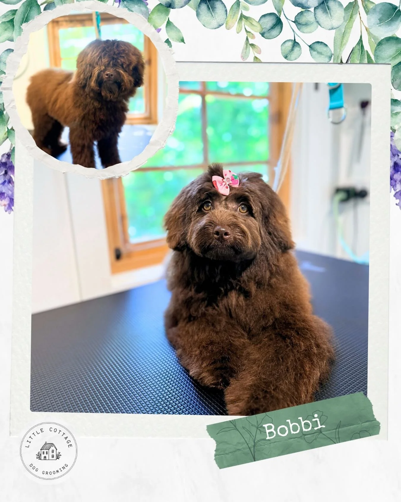 Little sweet Bobbi had her very first big girl groom last week! Such a sweetheart 🥹🥰

#doggrooming #dogsofsouthernhighlands #groomingsalon #southernhighlands