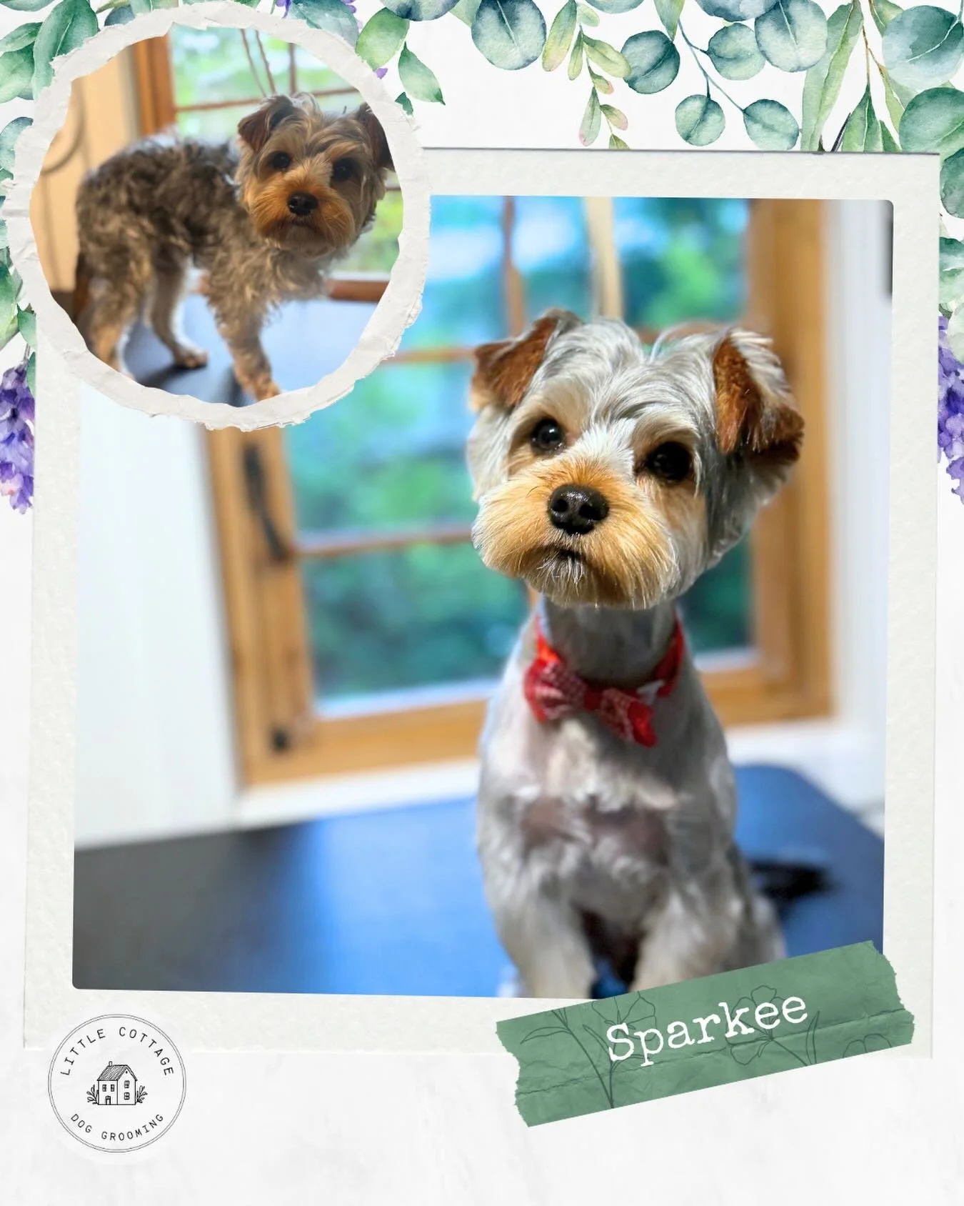 🌻 Cutie Sparkee with the his little bow tie! 🥹

#dogsofsouthernhighlands #doggrooming #dogsofbowral #southernhighlands