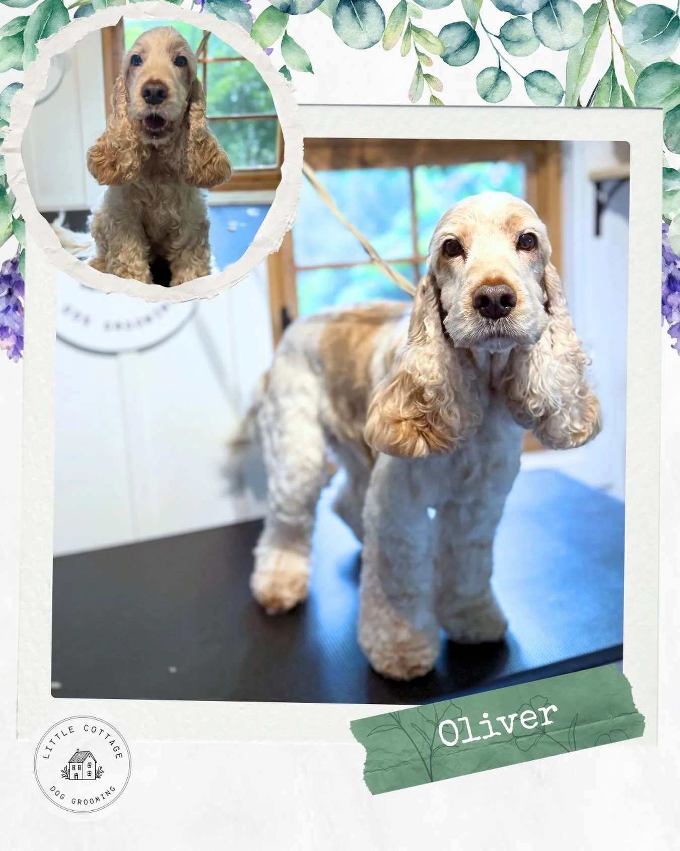Cutie Oliver, he gets so excited coming into the salon 🥹🥰

#dogsofsouthernhighlands #mossvale #southernhighlands #doggrooming #dogsofbowral