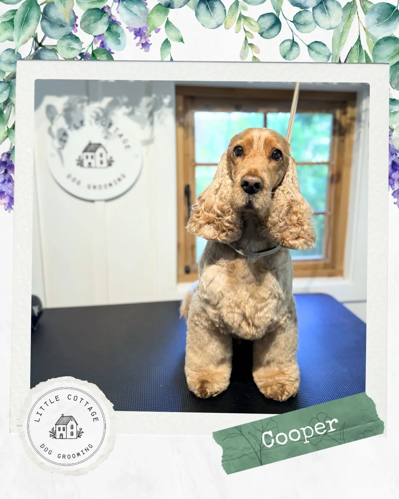 🌻 Cooper came from Queensland to visit the lovely Southern Highlands, and enjoyed a relaxing spa day on his holiday 🥹

#doggrooming #dogsofsouthernhighlands #southernhighlands #doglovers