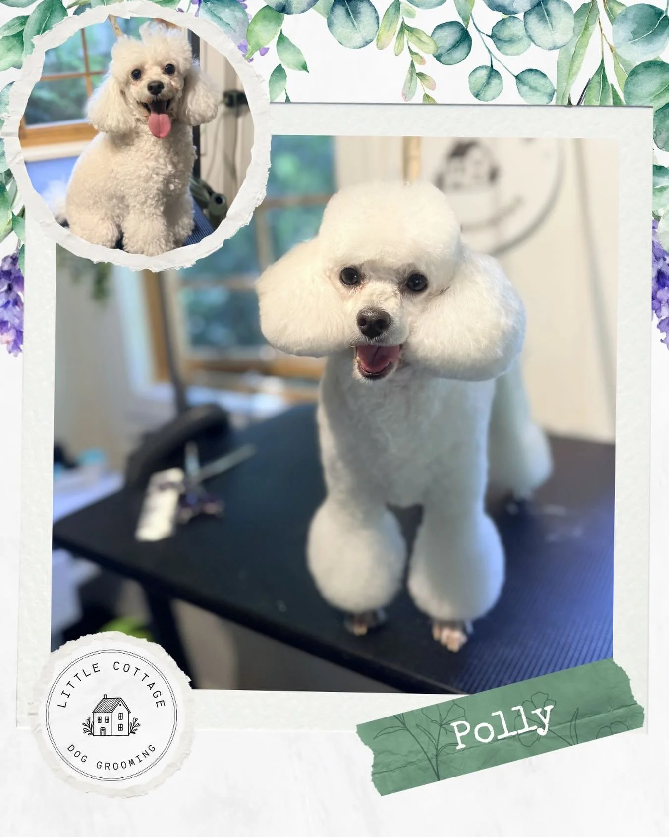 Polly and her pom poms! 🥰

#doggrooming #dogsofsouthernhighlands #southernhighlands #doglovers #poodle