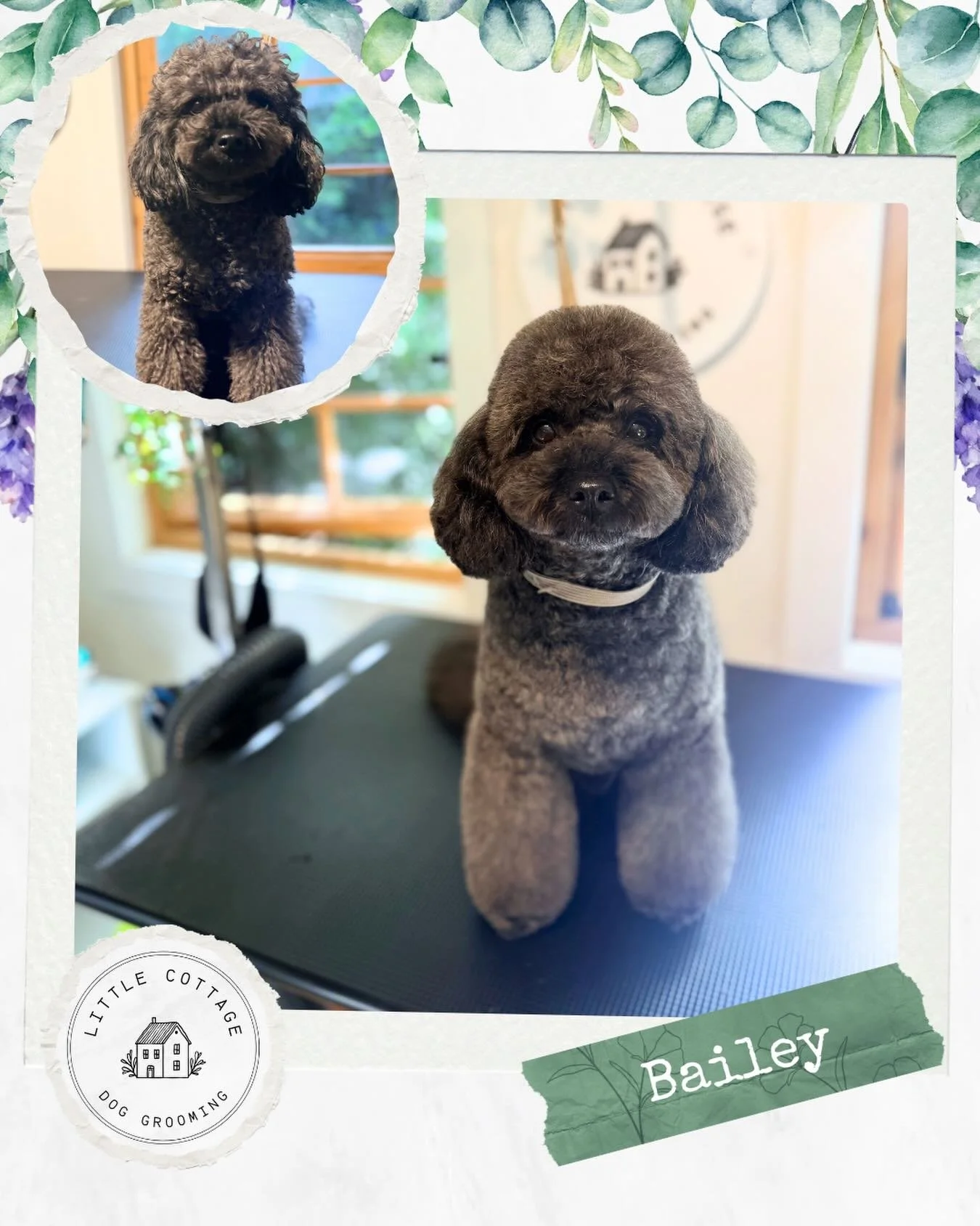 The very cute Bailey boy! 🥰 He always enjoys having a relaxing pamper day here at the cottage, and I love getting all the cuddles! 🤣🥹

#doggrooming #dogsofsouthernhighlands #dogsofbowral #southernhighlands #doglovers