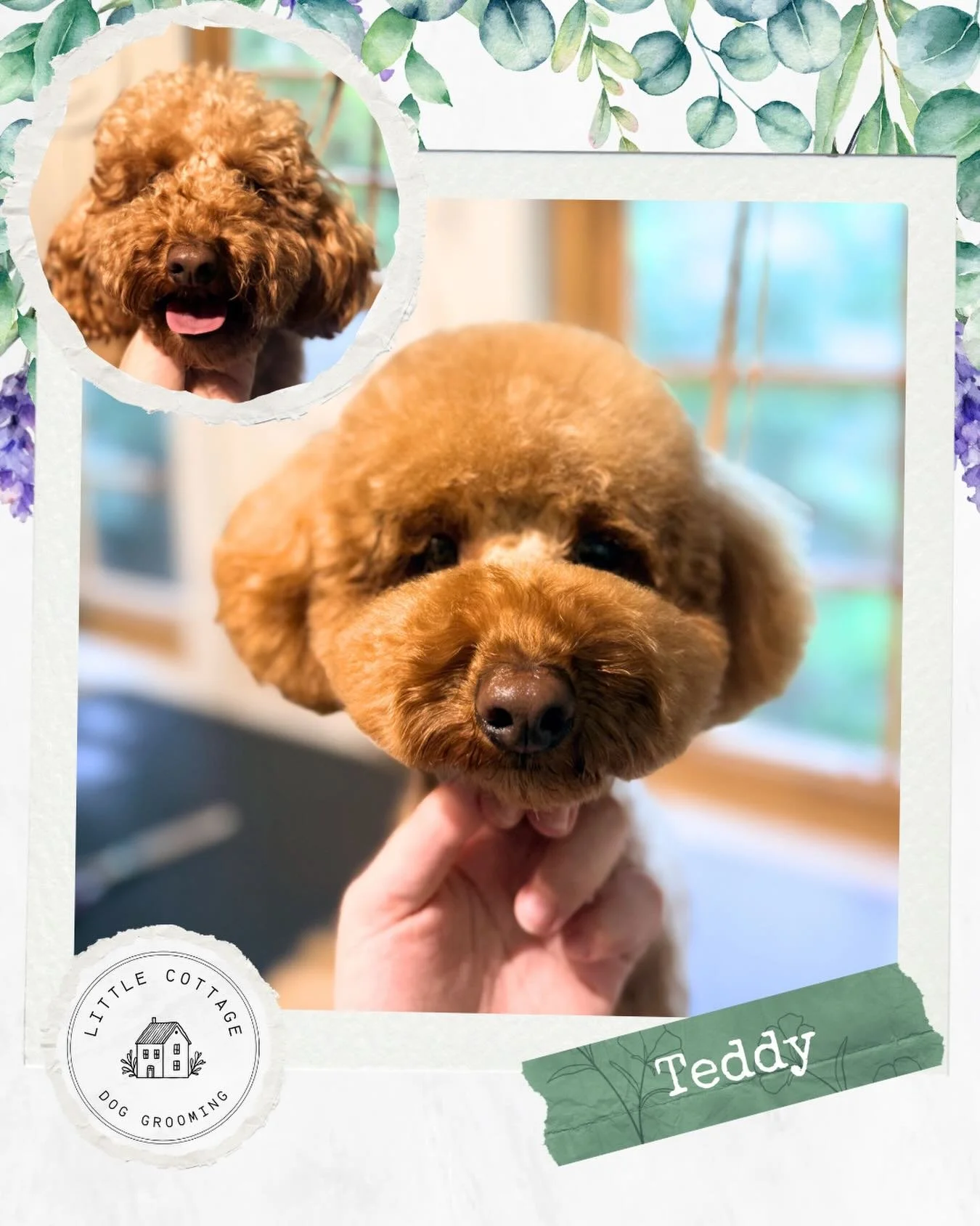 Teddy with his teddy trim! 🐻🥹 #doggrooming #toypoodle #doglovers #dogsofsouthernhighlands