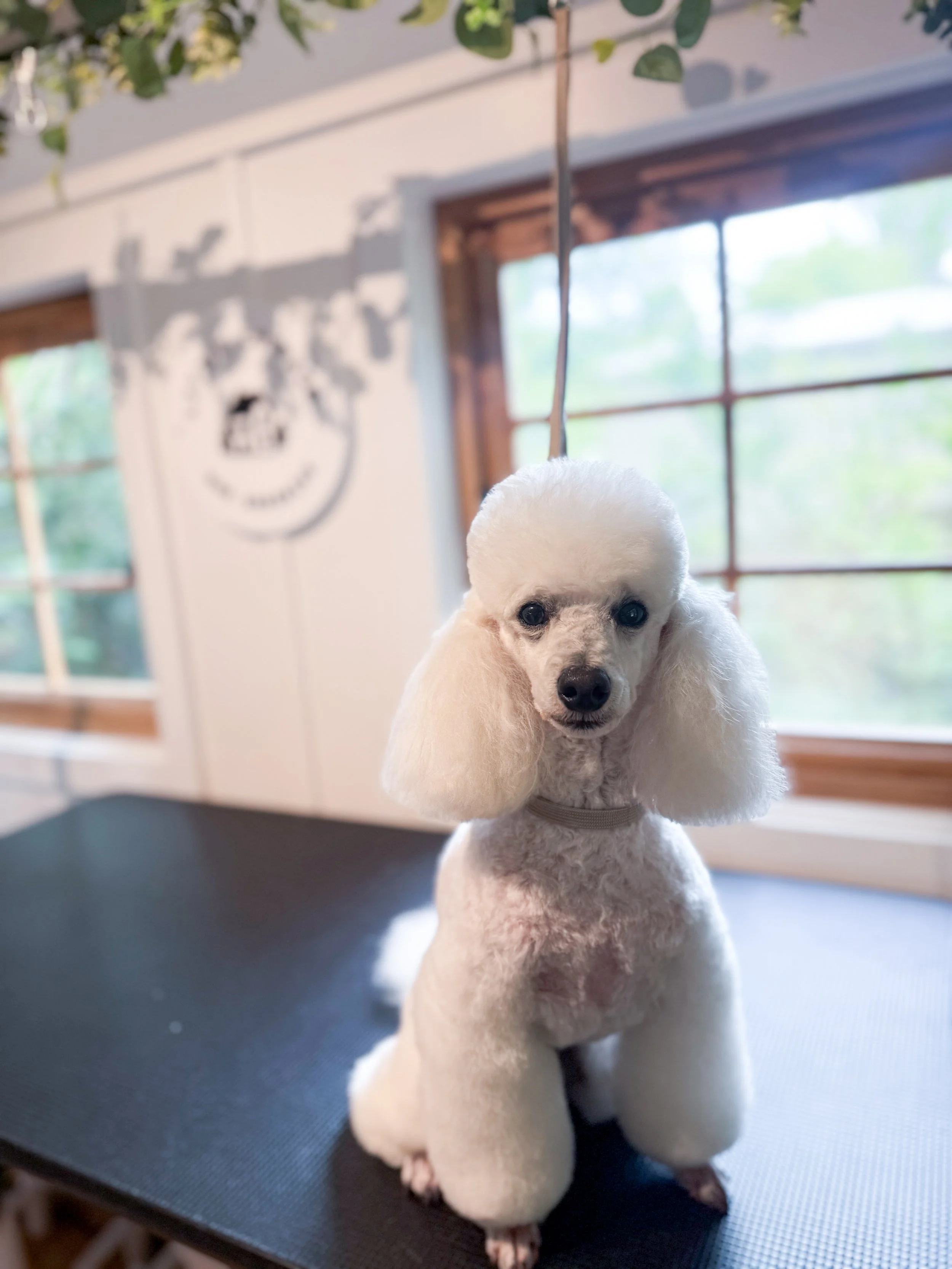 White poodle with fluffy ears and grooming hairstyle sitting on a grooming table inside a room with large windows and a wall decoration that appears to be a face.