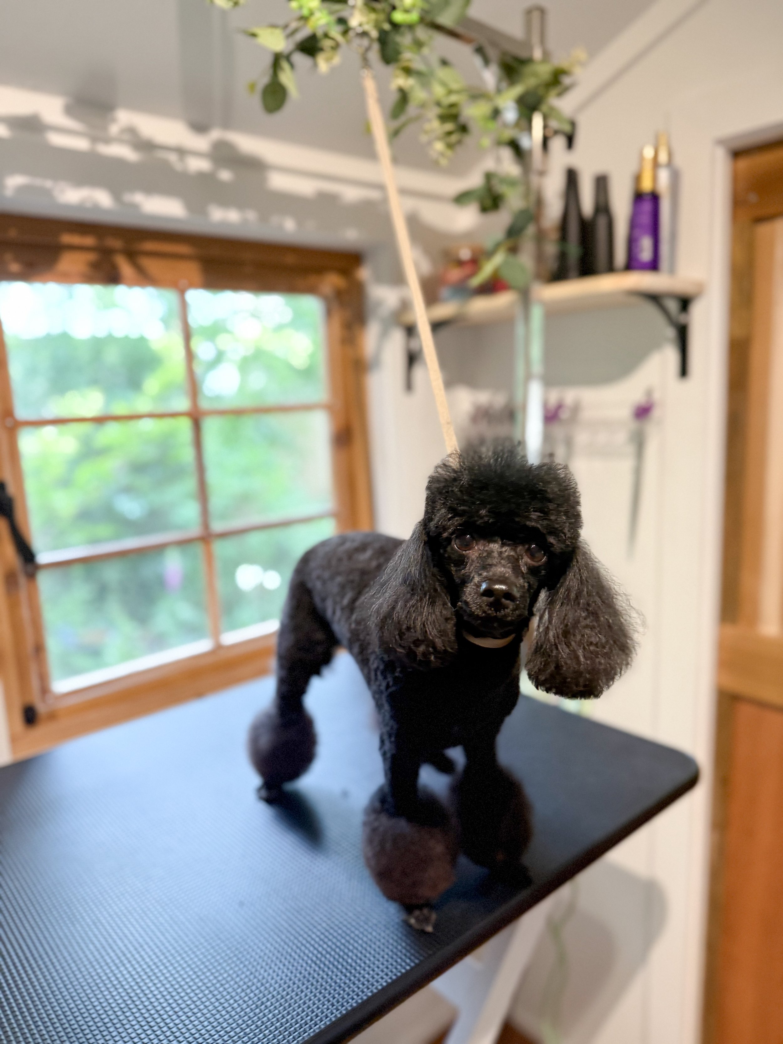 Black poodle standing on grooming table in a room with wooden window frame and shelves with bottles.